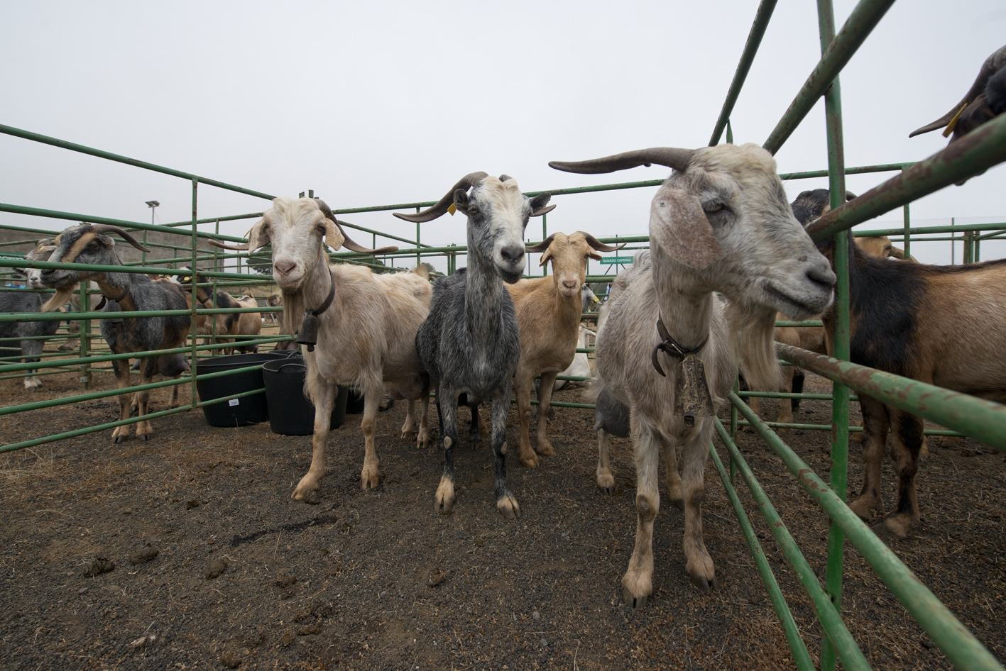 La Consejería Medio Rural y Marino anuncia ayudas a la importación de forraje para los ganaderos herreños