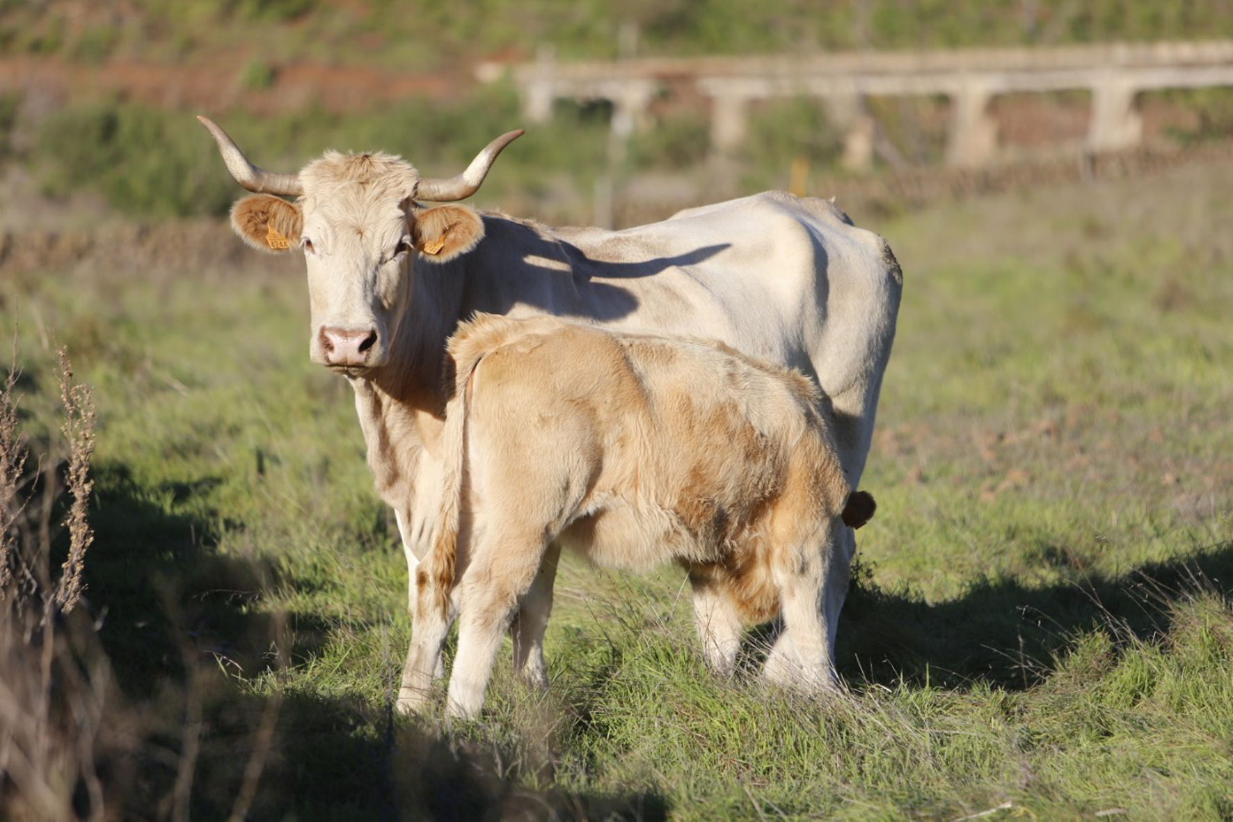 Medio Rural y Marino destinará inicialmente 400.000 euros para compensar el incremento en los alimentos para ganado