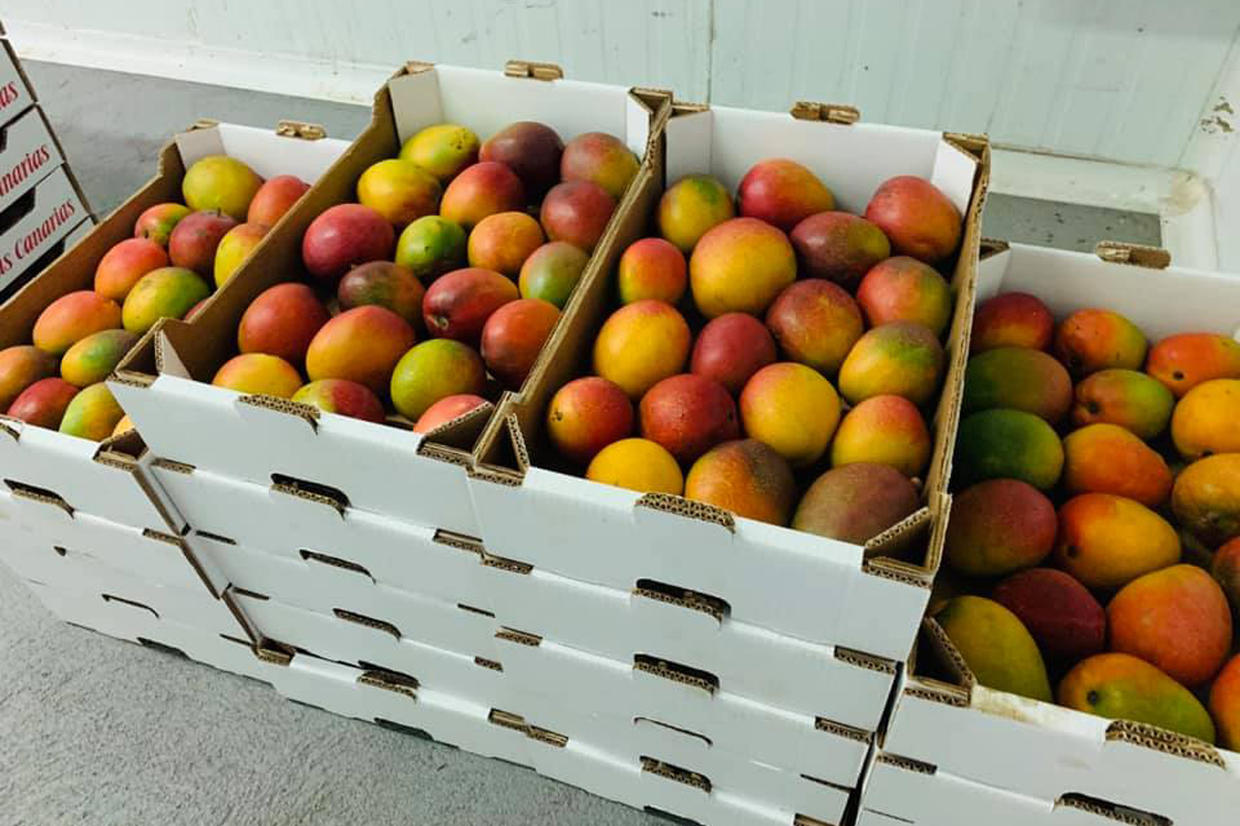 El Hierro recolectará 100.000 kilos de mango durante la cosecha 2020