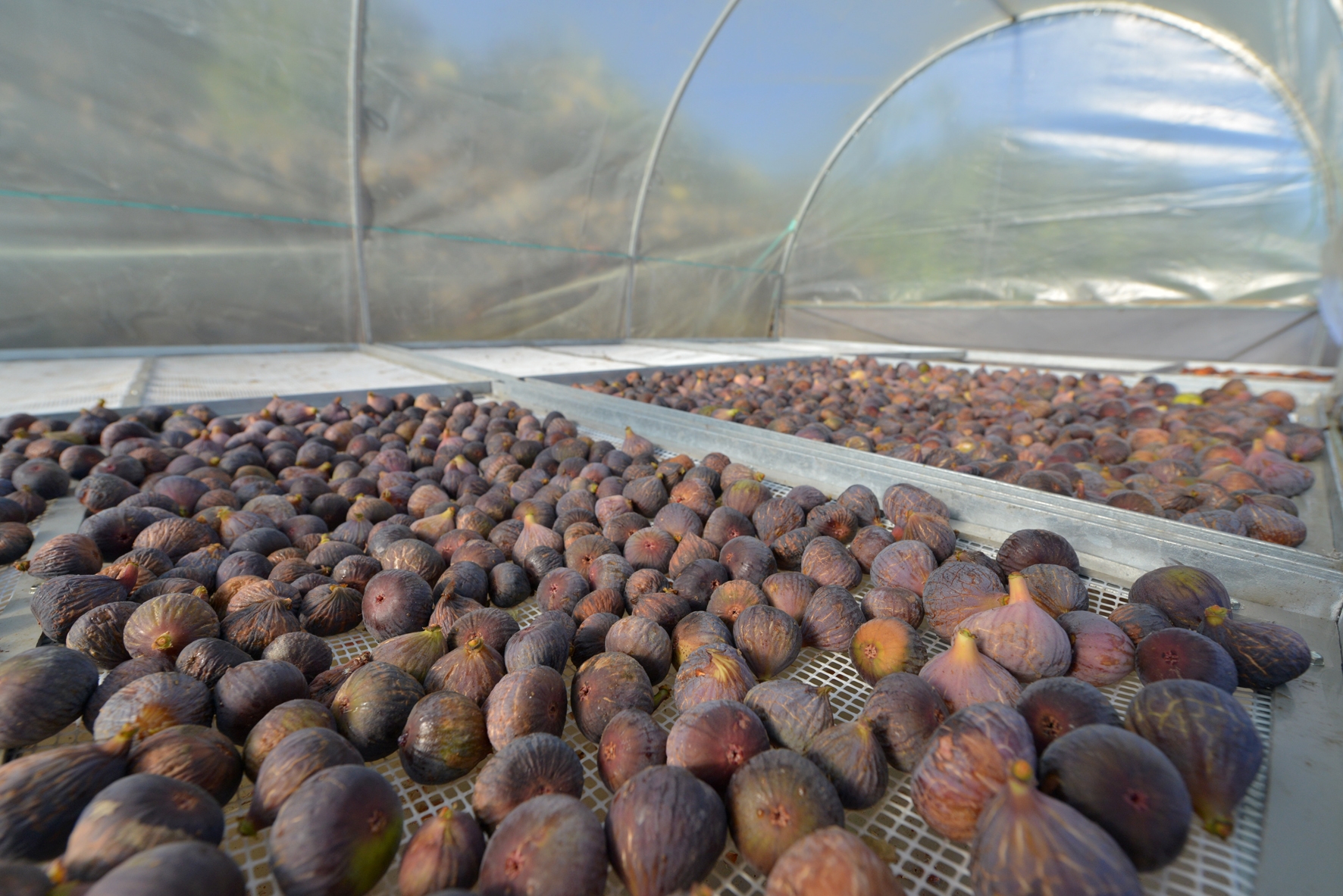 El Pinar apoya la recuperación del cultivo de higos con la adjudicación de 45 secaderos para la producción de este fruto