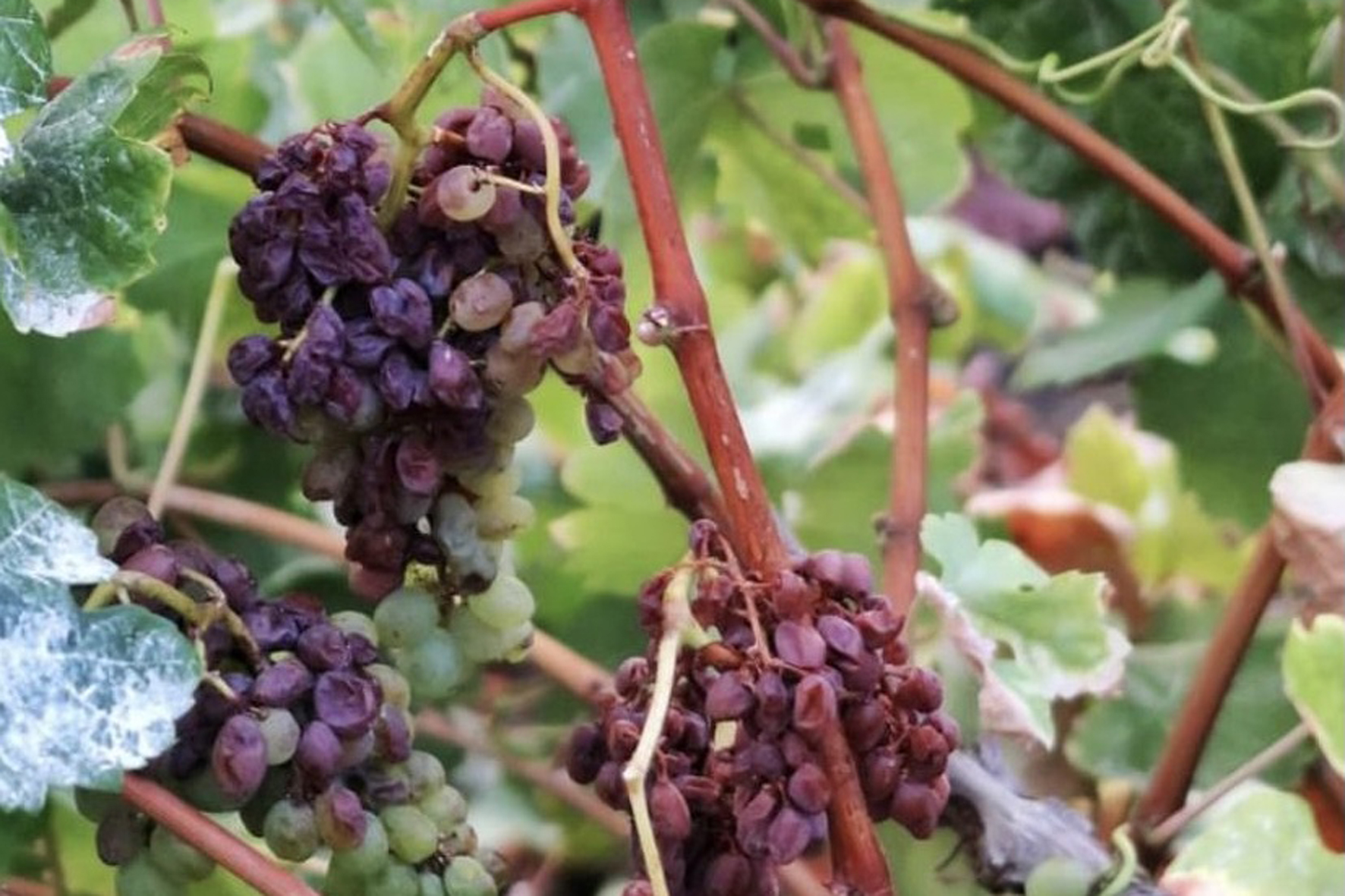 El Cabildo aprueba una moción de la AHI para iniciar acciones concretas y urgentes para favorecer el cultivo de la viña