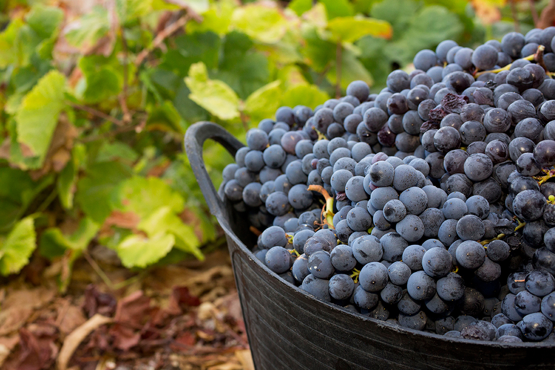 El Cabildo convoca una subvención para potenciar la uva herreña
