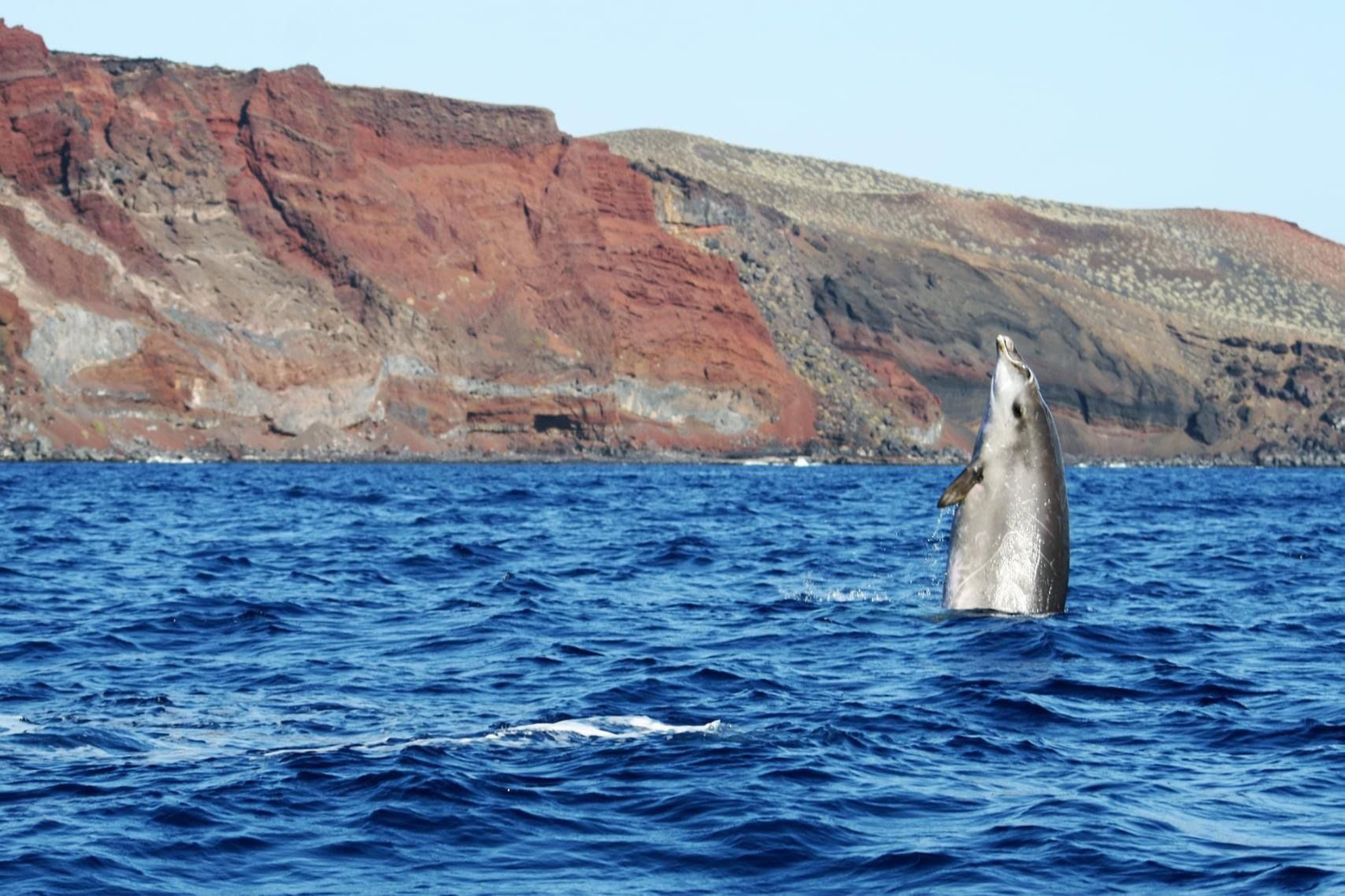 El análisis genético de un ejemplar de zifio varado en El Hierro saca a la luz el descubrimiento de una nueva especie de estos cetáceos