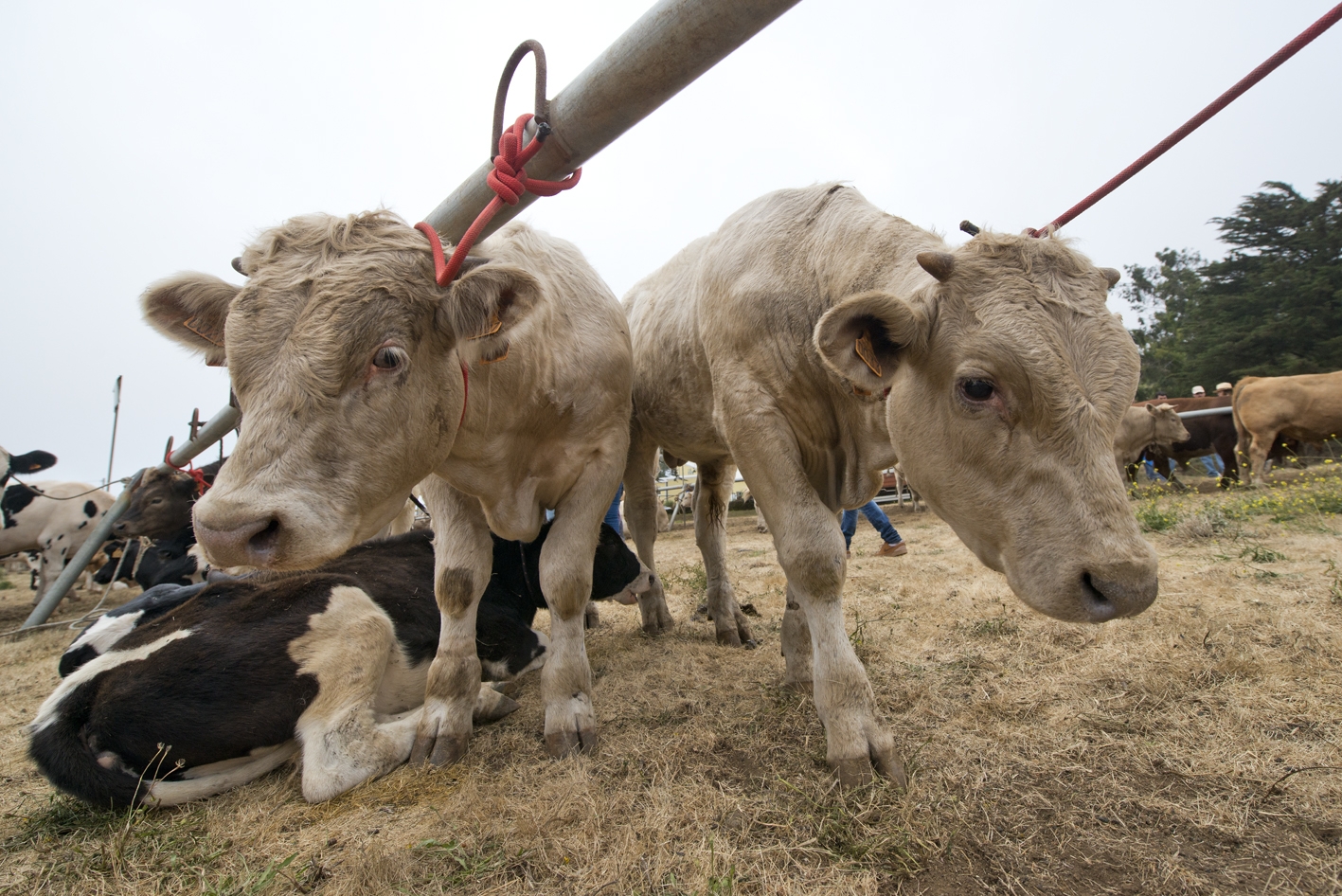 El Cabildo destina 120.000 euros para la adquisición de alimentos para el ganado