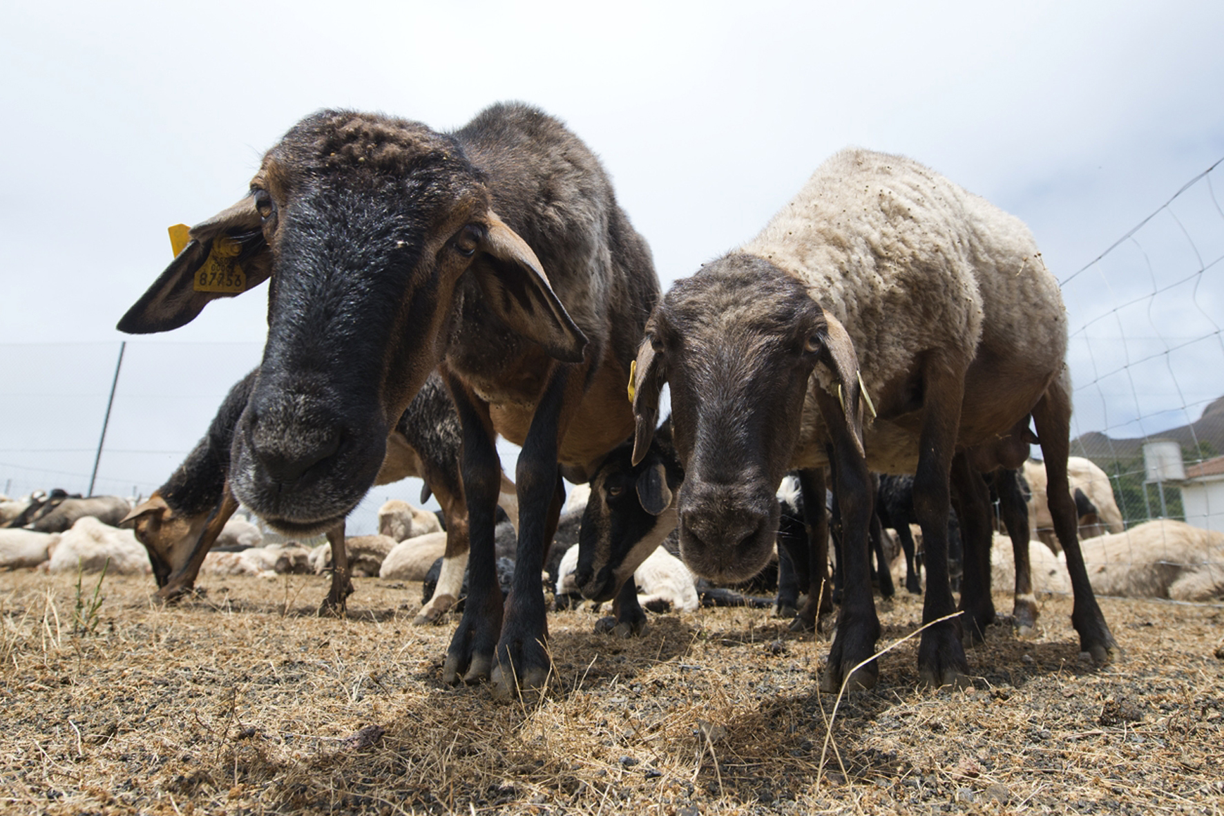 El Pinar convoca ayudas para los ganaderos afectados por la sequía y la COVID-19