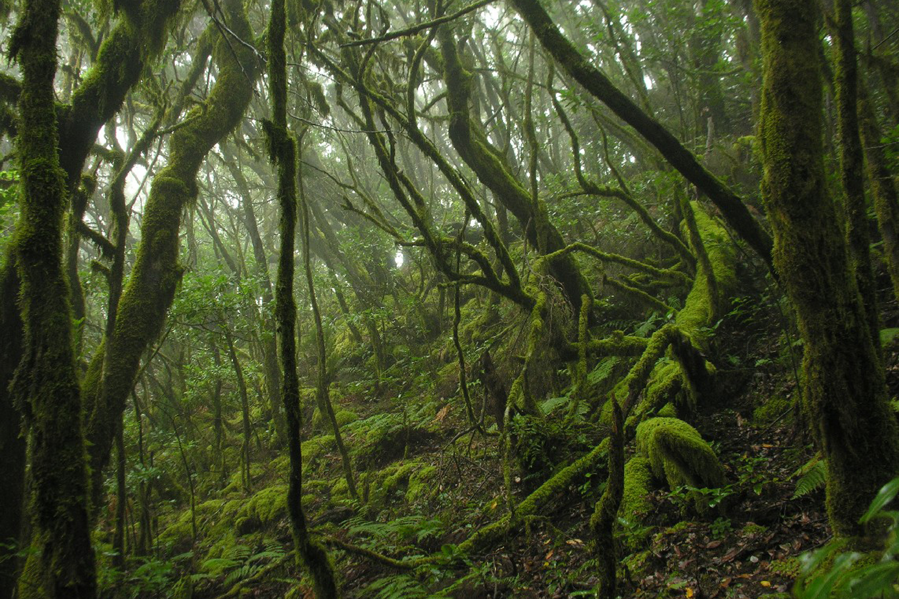El Gobierno de Canarias destina 510.000 euros a las entidades de gestión de las Reservas de la Biosfera