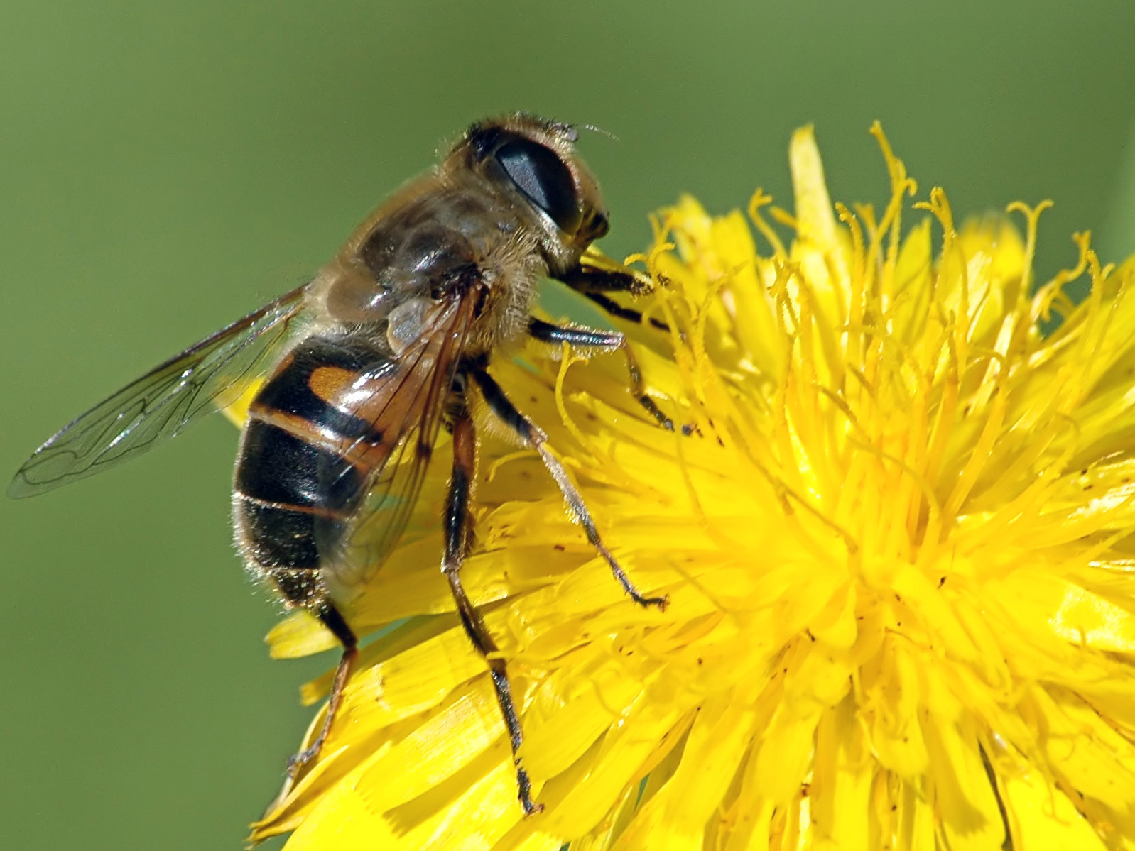 IpH-IUC propone un nuevo impulso a la apicultura en El Hierro