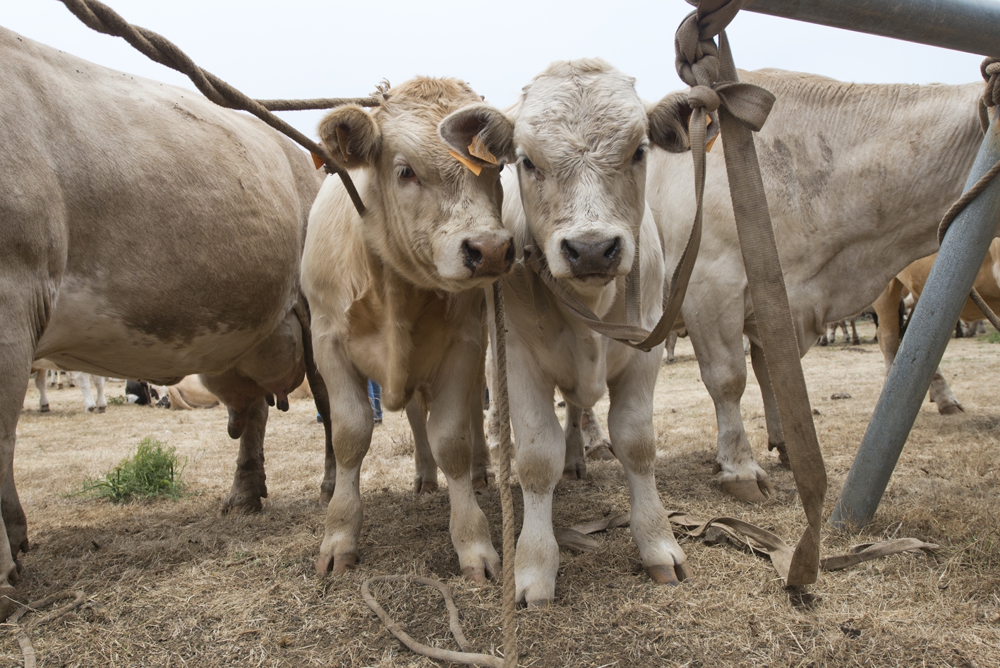 El Gobierno de Canarias incrementa la cabaña bovina de El Hierro con 23 reproductores de raza pura