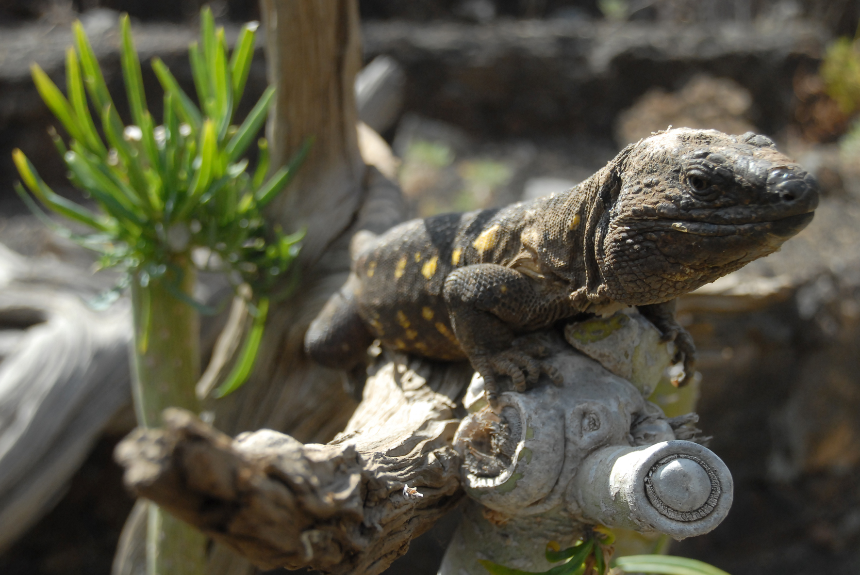 Los lagartos gigantes de El Hierro se someten a entrenamiento antidepredador