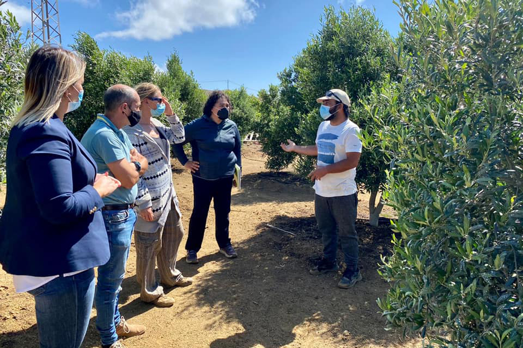 El Cabildo realiza unas jornadas de asesoramiento técnico para mejora del cultivo de olivos