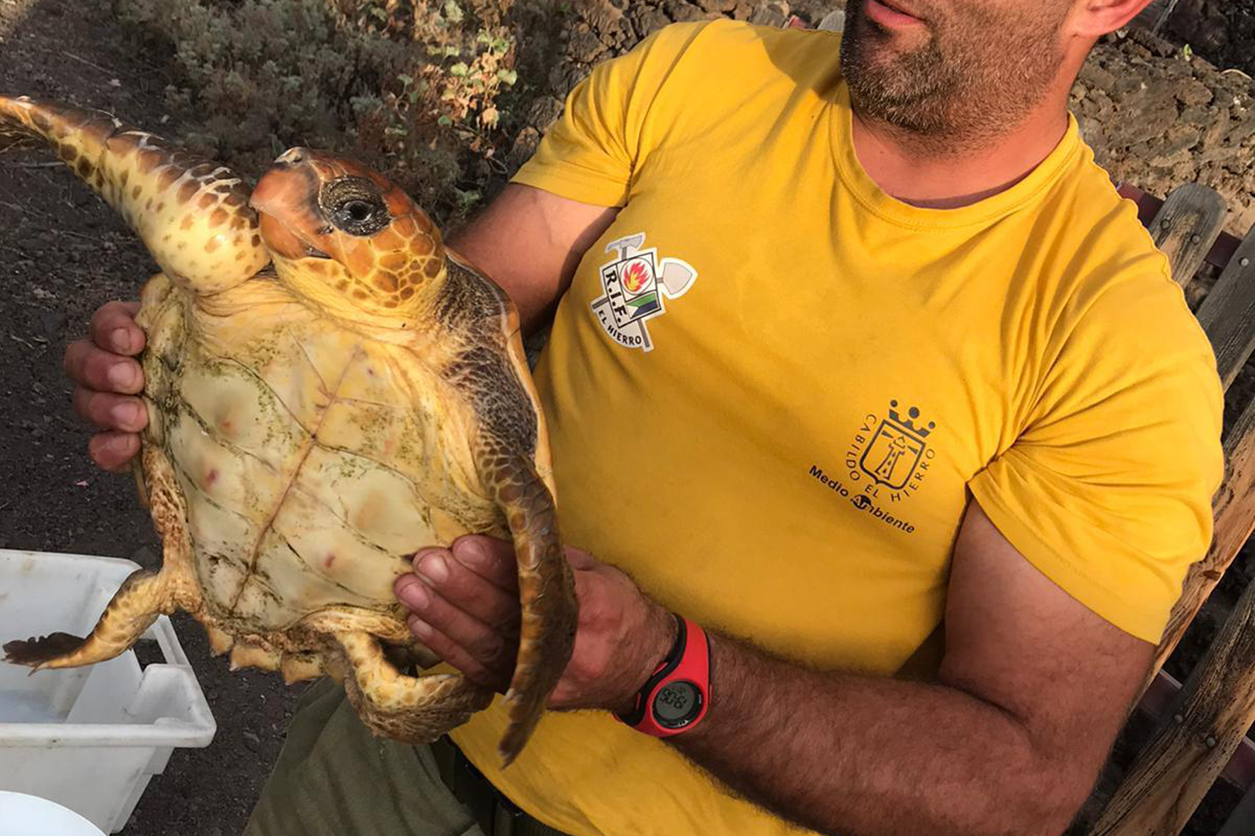 El Cabildo de El Hierro devuelve a su habitad a tres tortugas bobas tras su recuperación