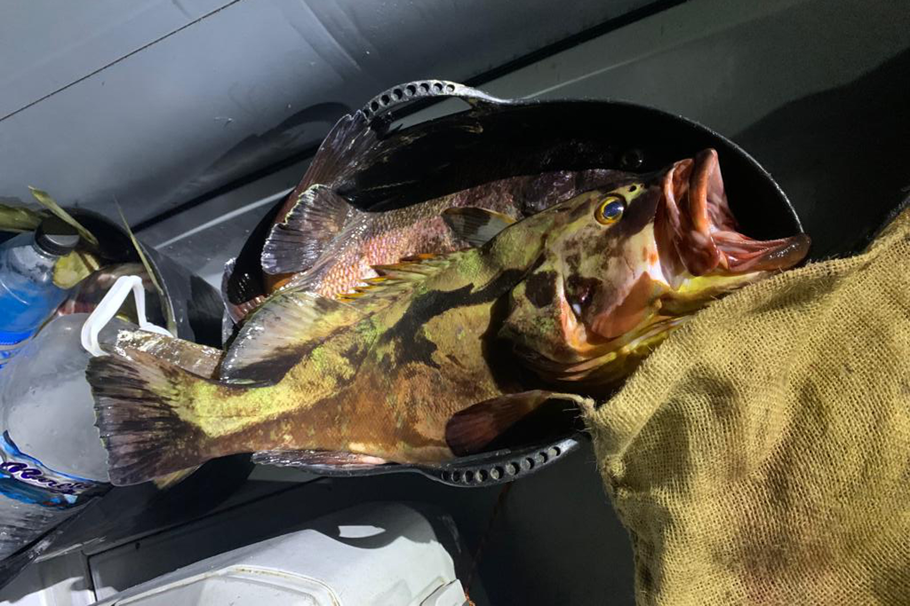 La Guardia Civil interviene 138 kilos de pescado procedentes de la pesca furtiva en El Hierro