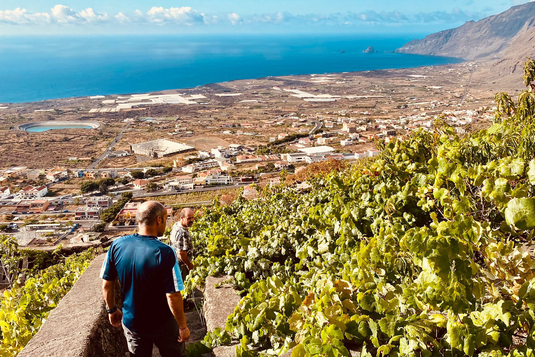 Medio Rural y Marino destina 250.000 euros ha inversiones para la recuperación y modernización de plantaciones de Viña en El Hierro