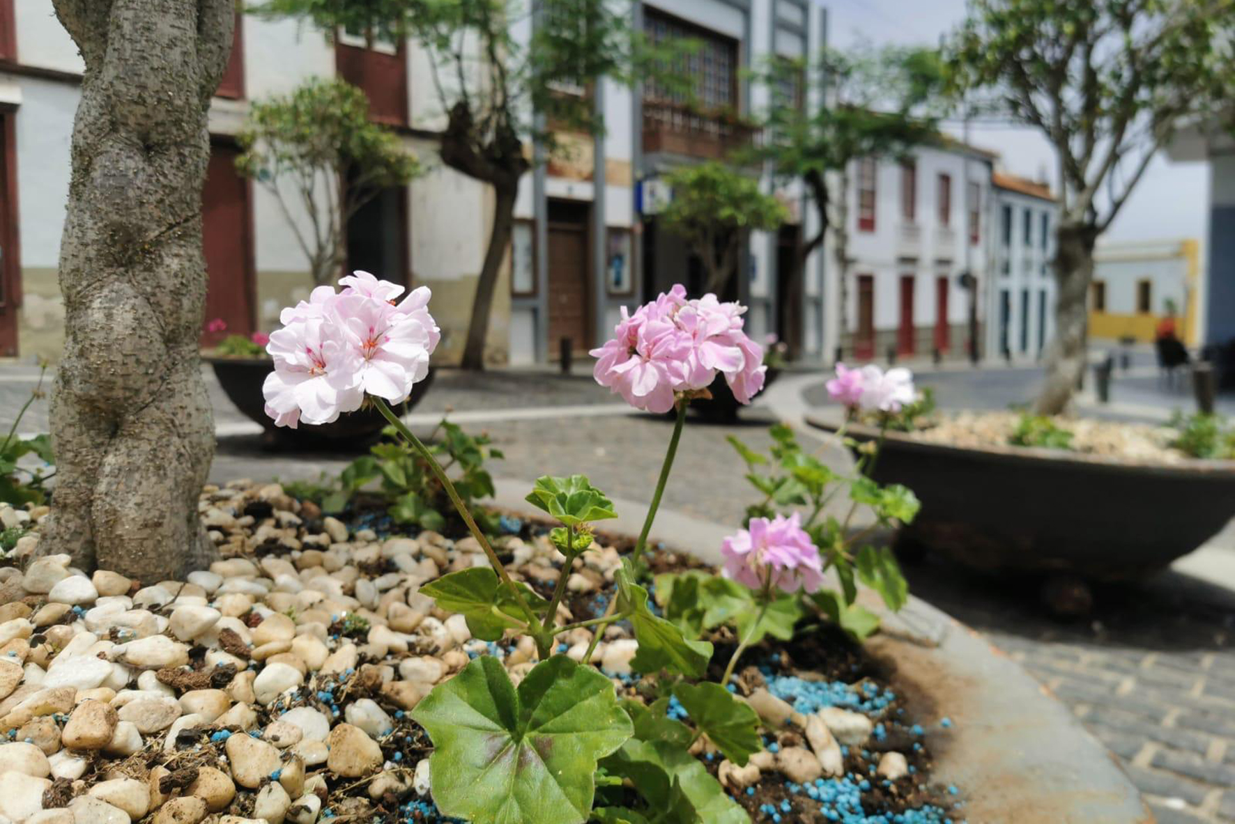 El Ayuntamiento planta más de 800 flores de temporada en distintas zonas ajardinadas de la Villa capitalina