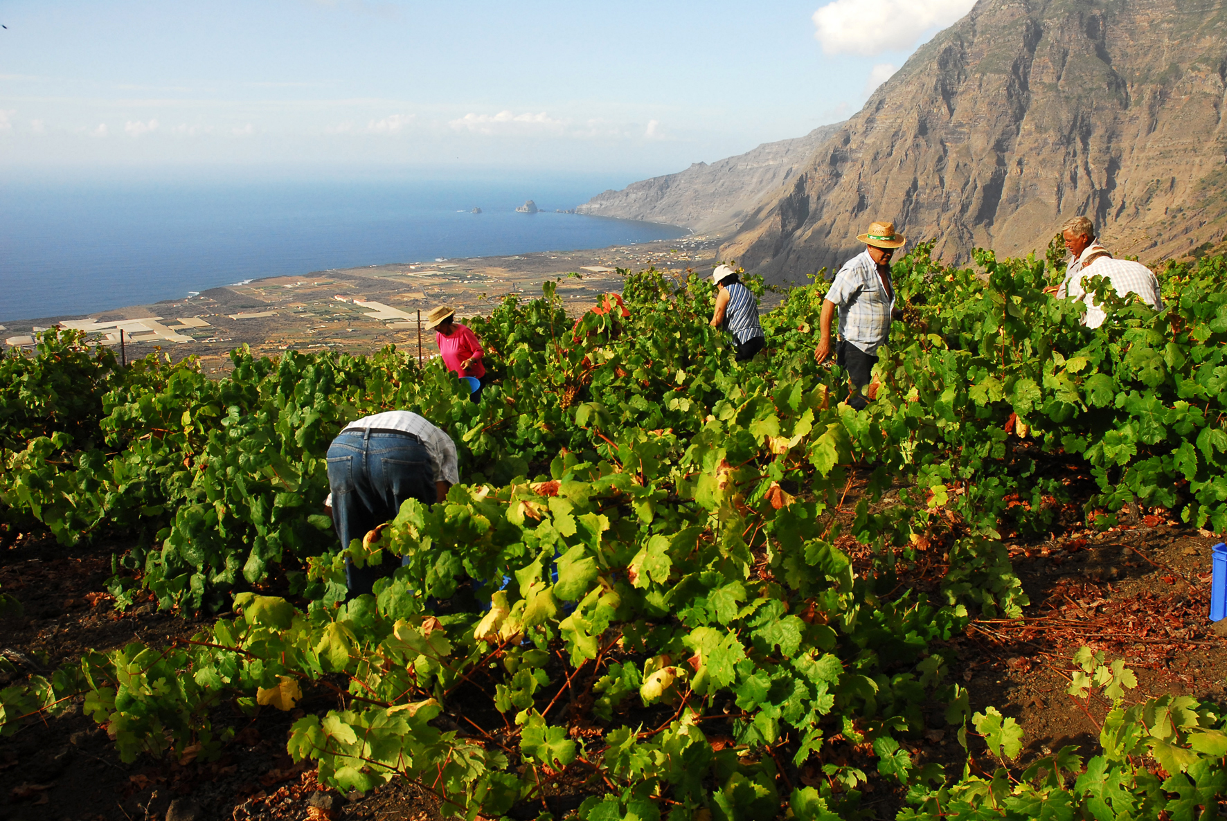 La ULL refuerza su trabajo con la denominación de origen “El Hierro” para la promoción del vino