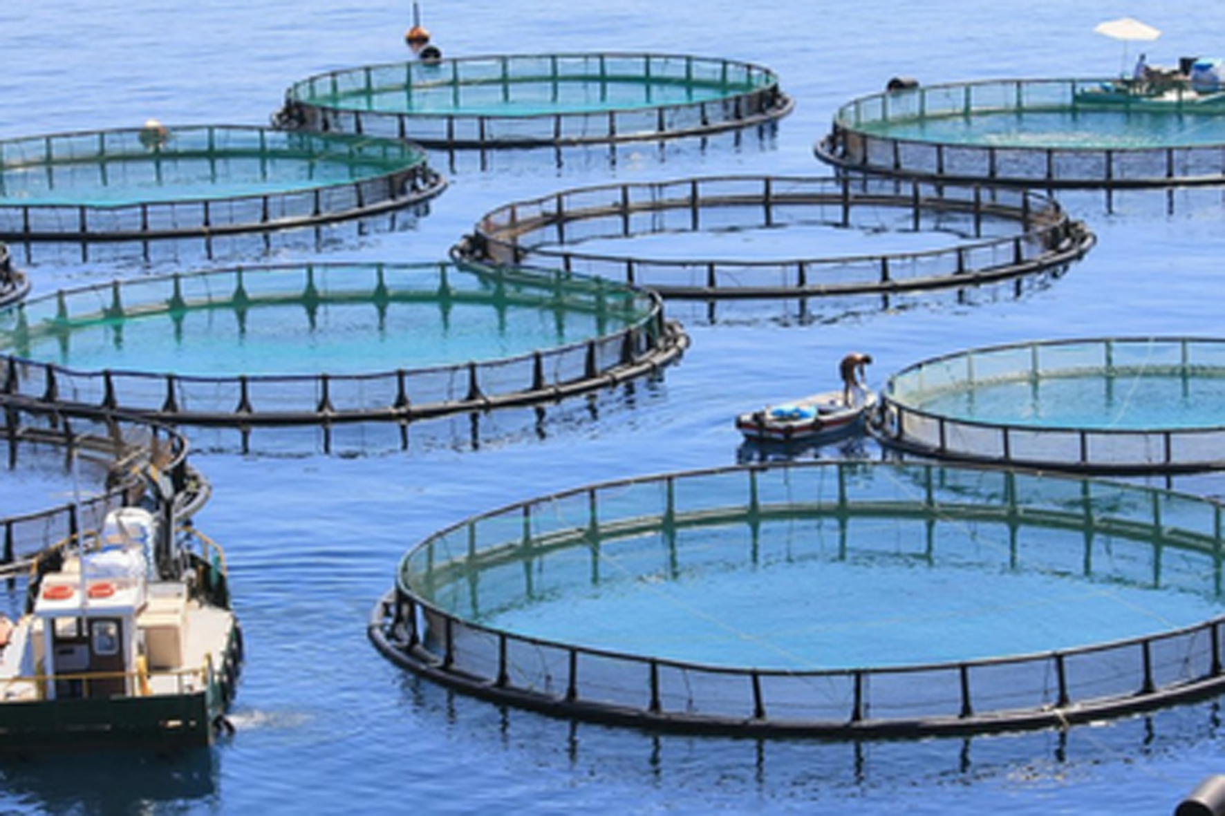 Quintero pide al Gobierno destine los 1.5 millones de euros consignados en los presupuestos a la “acuicultura” en El Hierro a mejorar las condiciones del sector