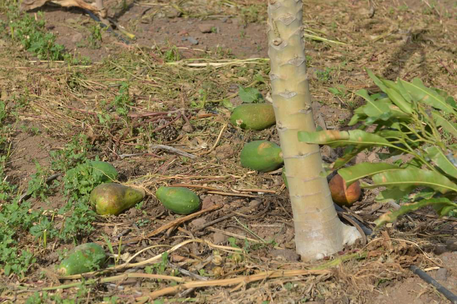 Los servicios técnicos del Cabildo de El Hierro evalúan el estado y alcance de los daños ocasionados por el viento en el sector agrícola y ganadero