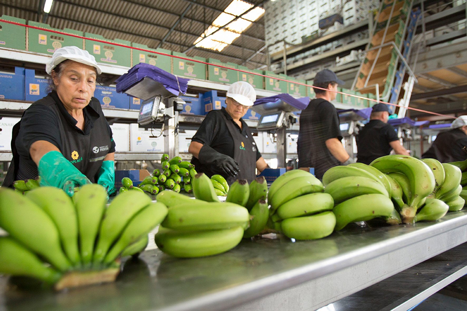 La “Frutiguagua” del Plan de Consumo de Frutas y Verduras en los Colegios llega el domingo a Valverde