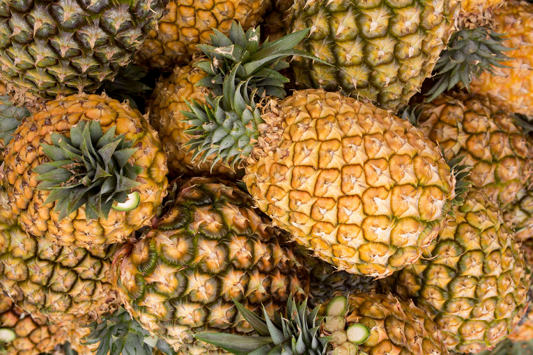 AHI espera que Ministerio rechace finalmente la introducción de piña tropical a Canarias