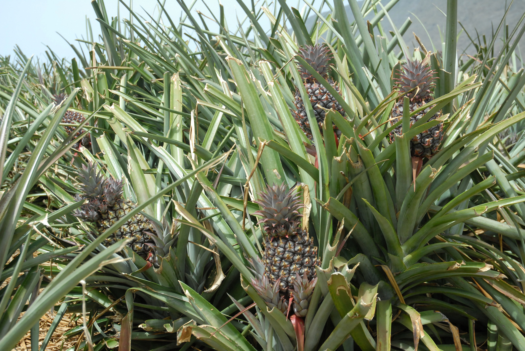Paralizada la instrucción que permitía la entrada a Canarias de productos IV Gama