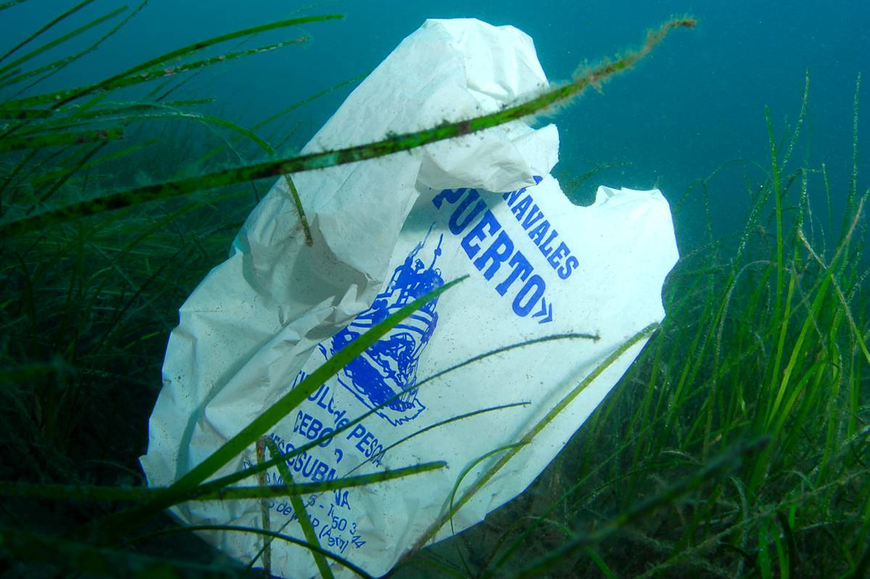 Un informe de Oceana alerta que el impacto del plástico a la biodiversidad se intensifica en arrecifes y bosques submarinos