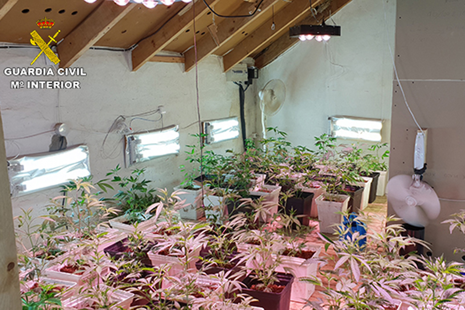 La Guardia Civil interviene más de 200 plantas de marihuana en una vivienda de La Frontera