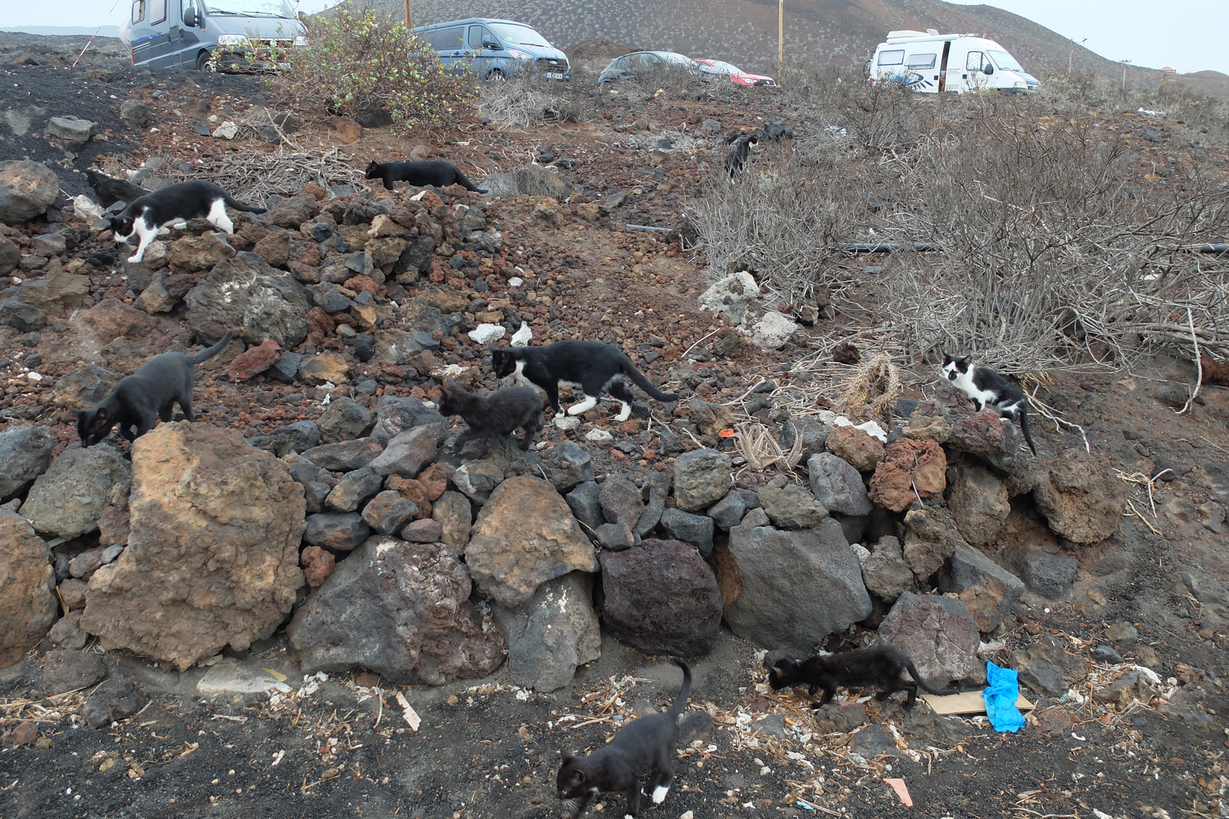 Asociación para la Conservación de la Biodiversidad Canaria denuncia los graves daños que generan los gatos asilvestrados para la biodiversidad de El Hierro