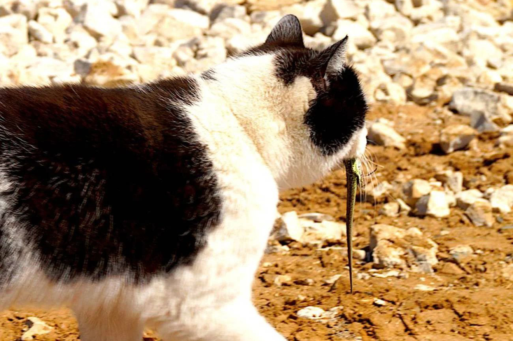 La proliferación de gatos asilvestrados dañan gravemente la fauna de El Hierro y de toda Canarias