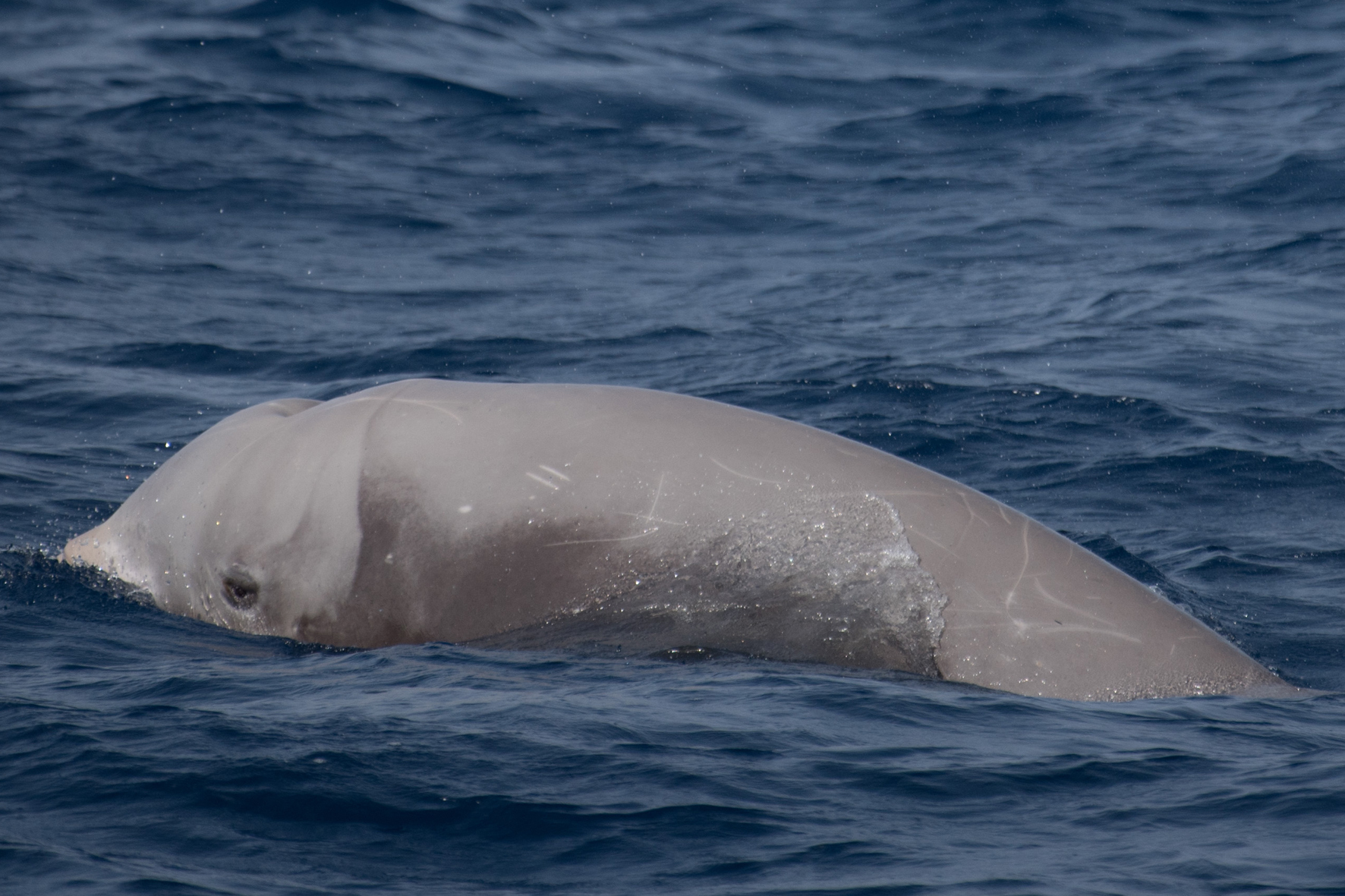 ACBC y ATAN apoyan la creación de un Parque Nacional marino en El Hierro