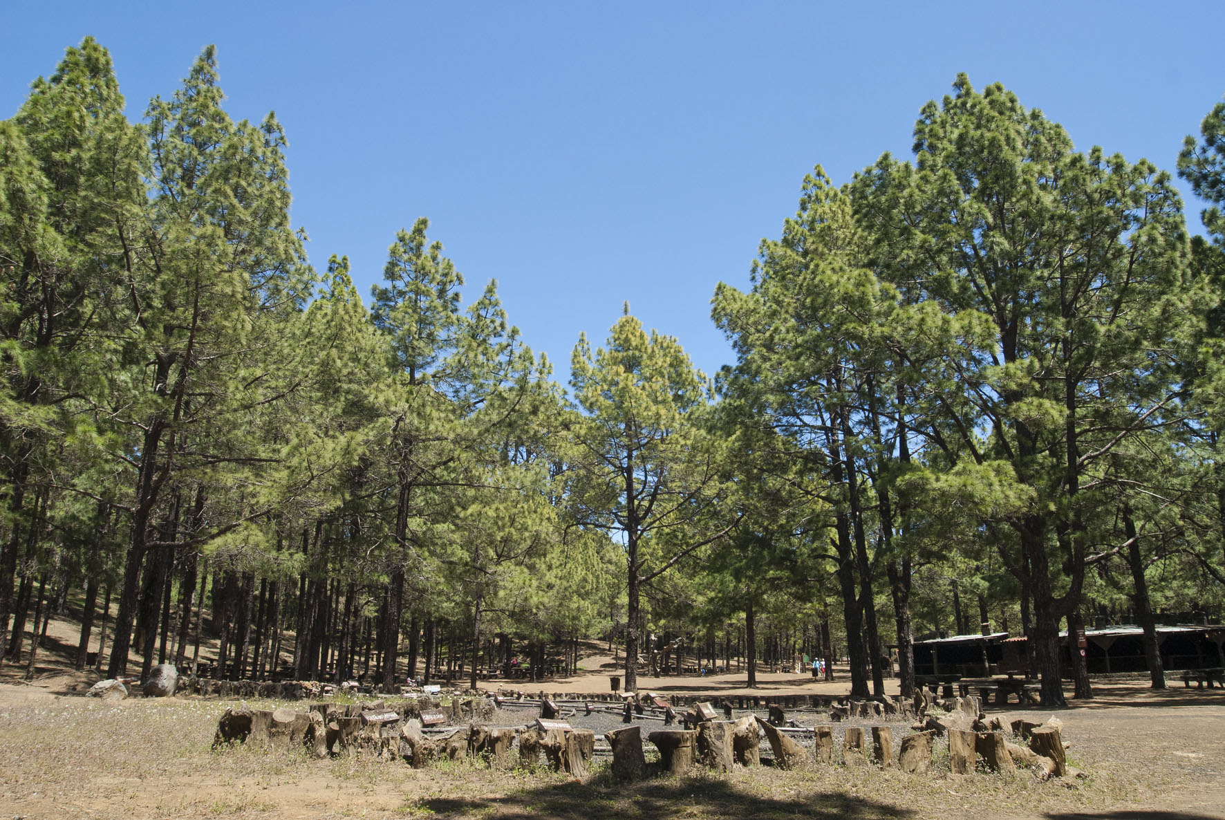 El Cabildo reabre pistas y vías forestales y autoriza el uso de fogones en zonas recreativas de la Isla
