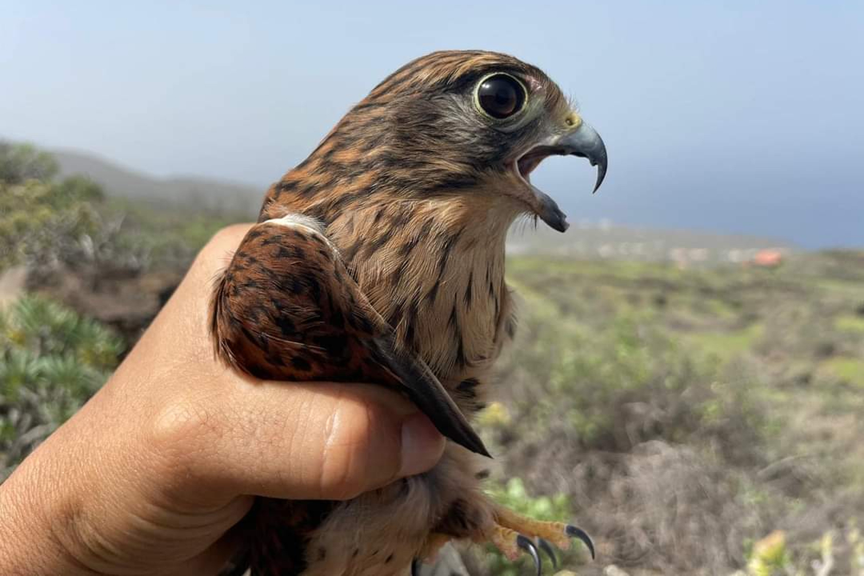 Medio ambiente devuelve al medio natural un Cernícalo rehabilitado que había sido herido por arma de fuego