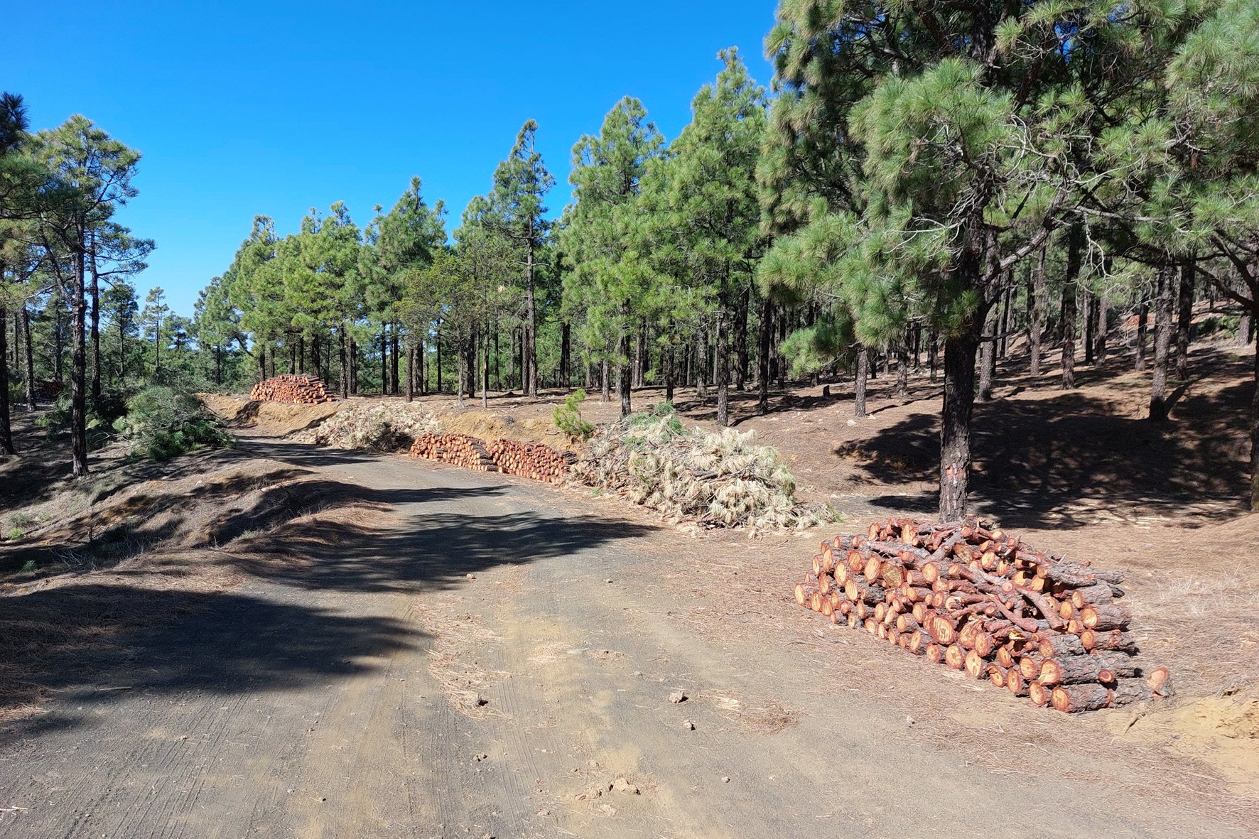 El Gobierno destina cerca de 320.000 euros a la prevención de incendios forestales en el paraje de Colgados de Binto en El Hierro