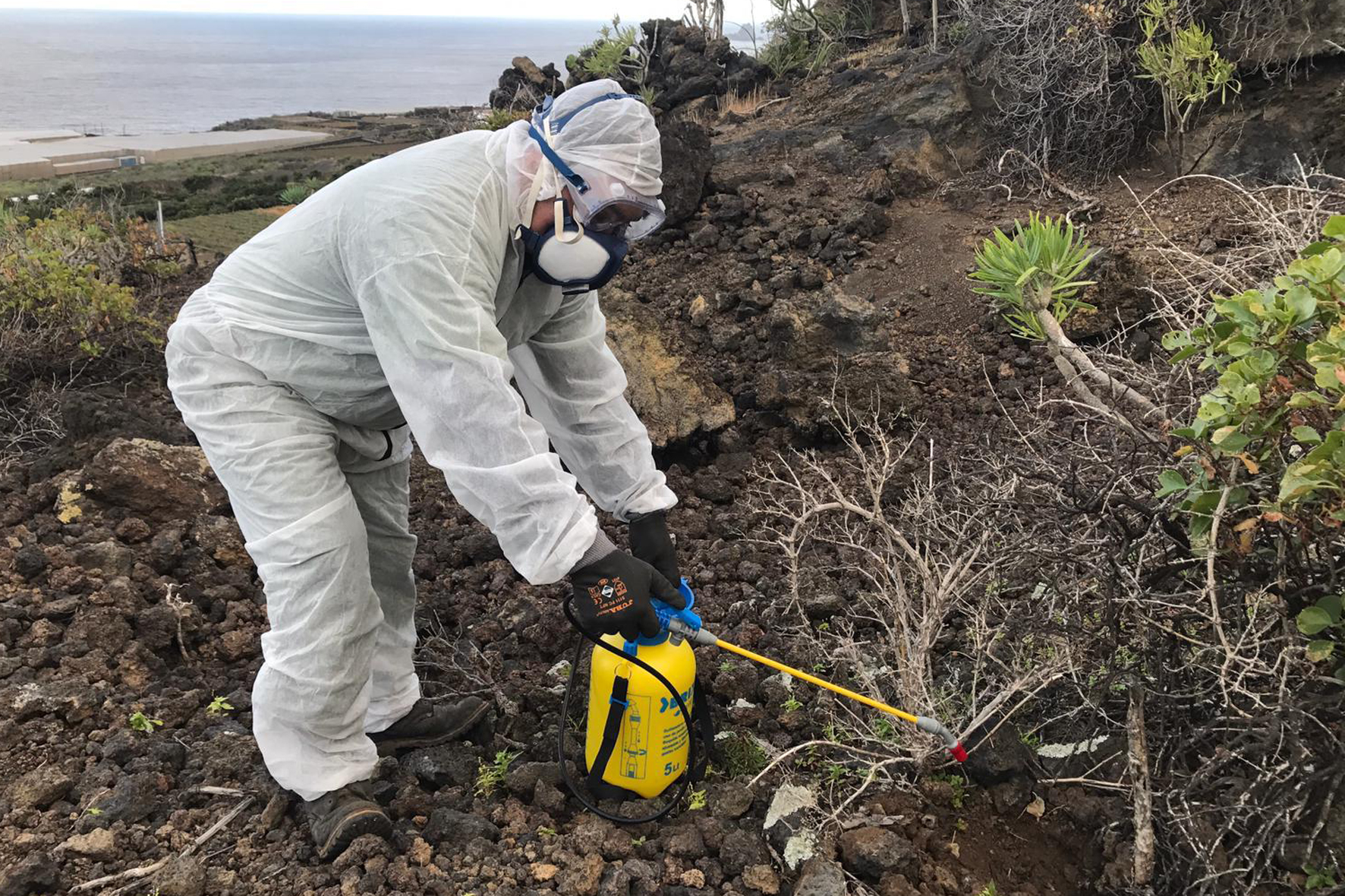 El Cabildo de El Hierro trabaja en la erradicación del rabo de Gato en La Frontera