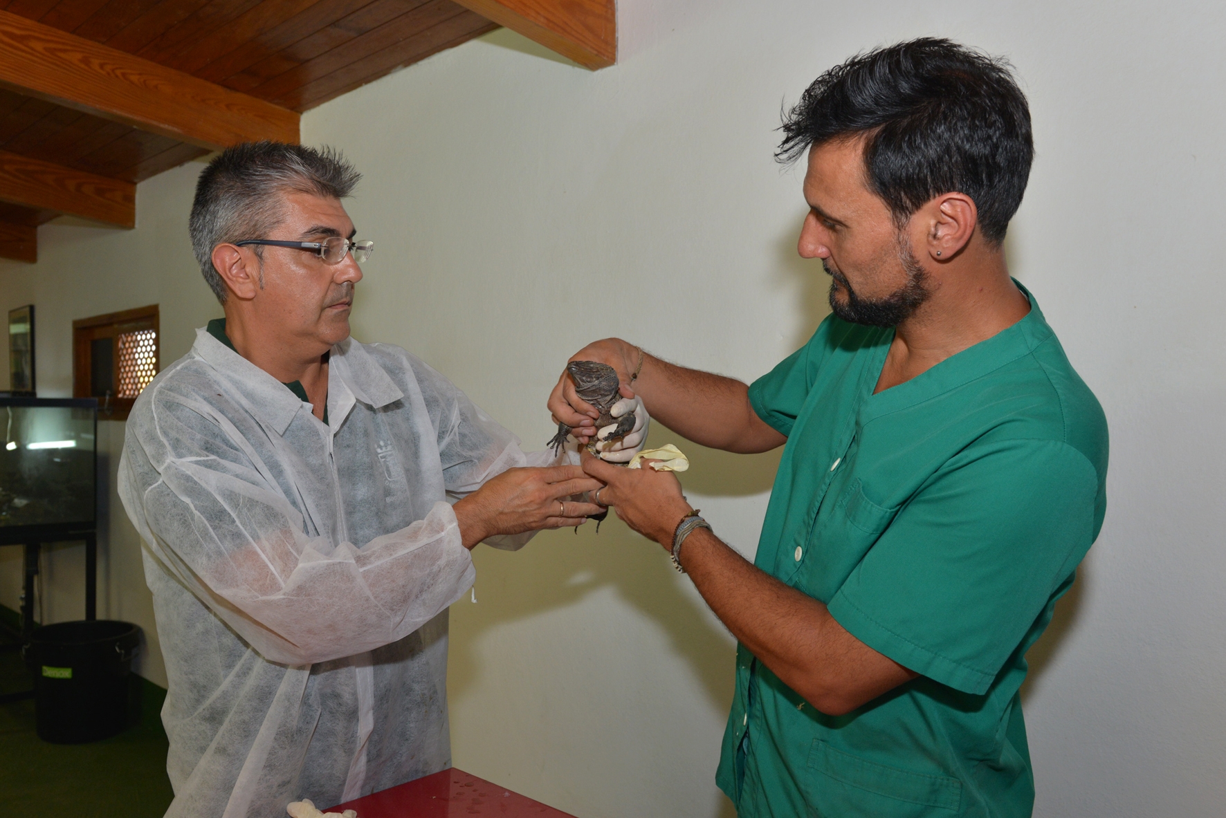 Los lagartos Gigantes de El Hierro se someterán a un completo análisis sanitario