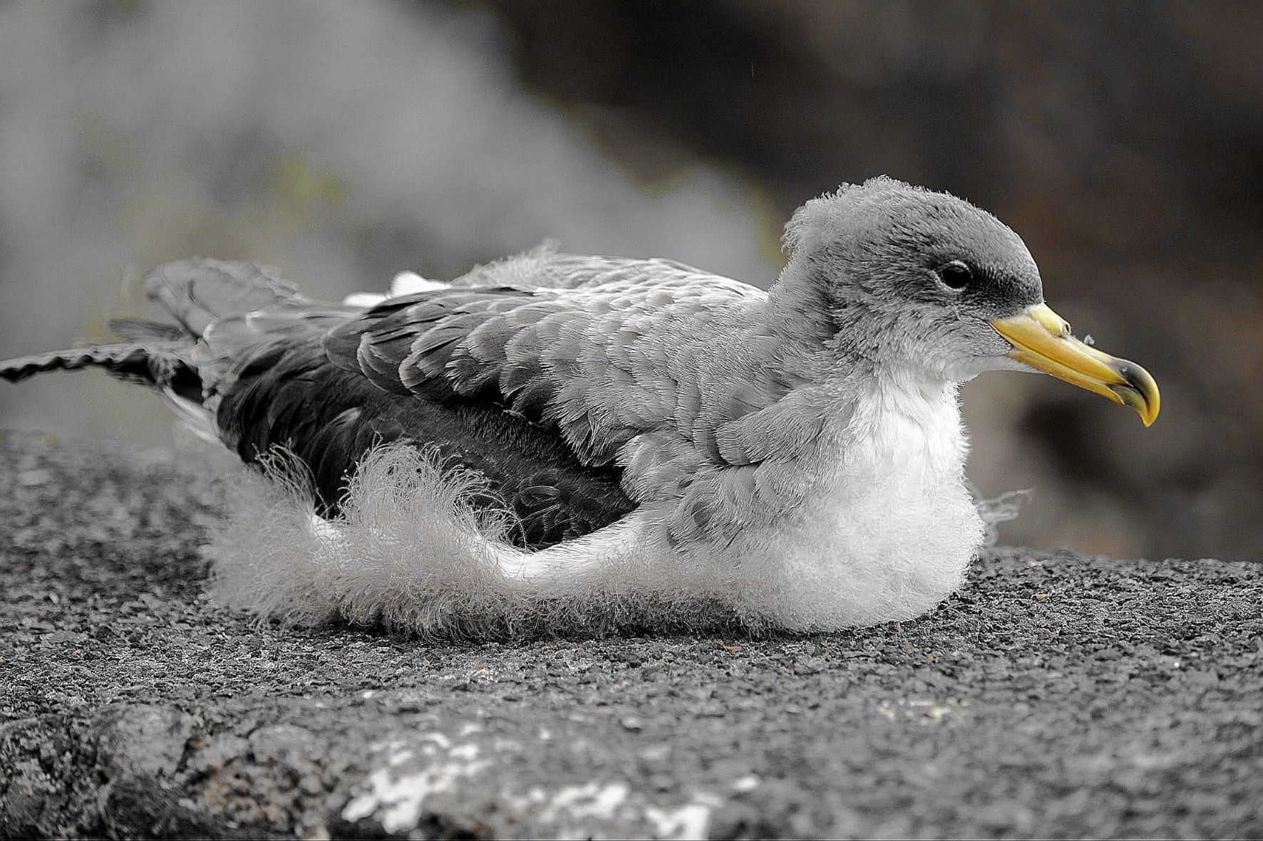 La Reserva de la Biosfera de El Hierro aborda la supervivencia de las aves marinas