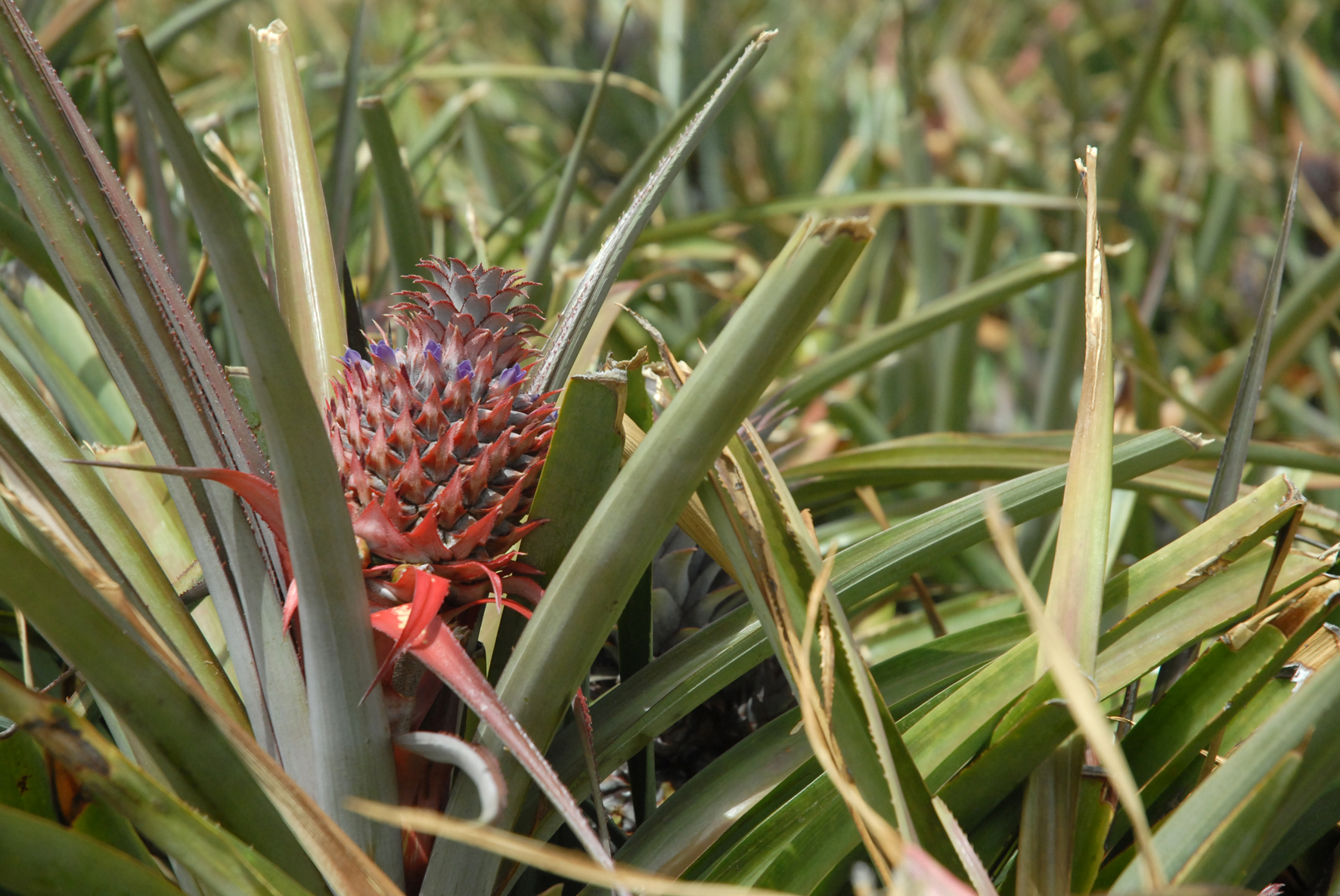 La Frontera desbloquea la construcción de dos invernaderos para la mejora de la piña tropical