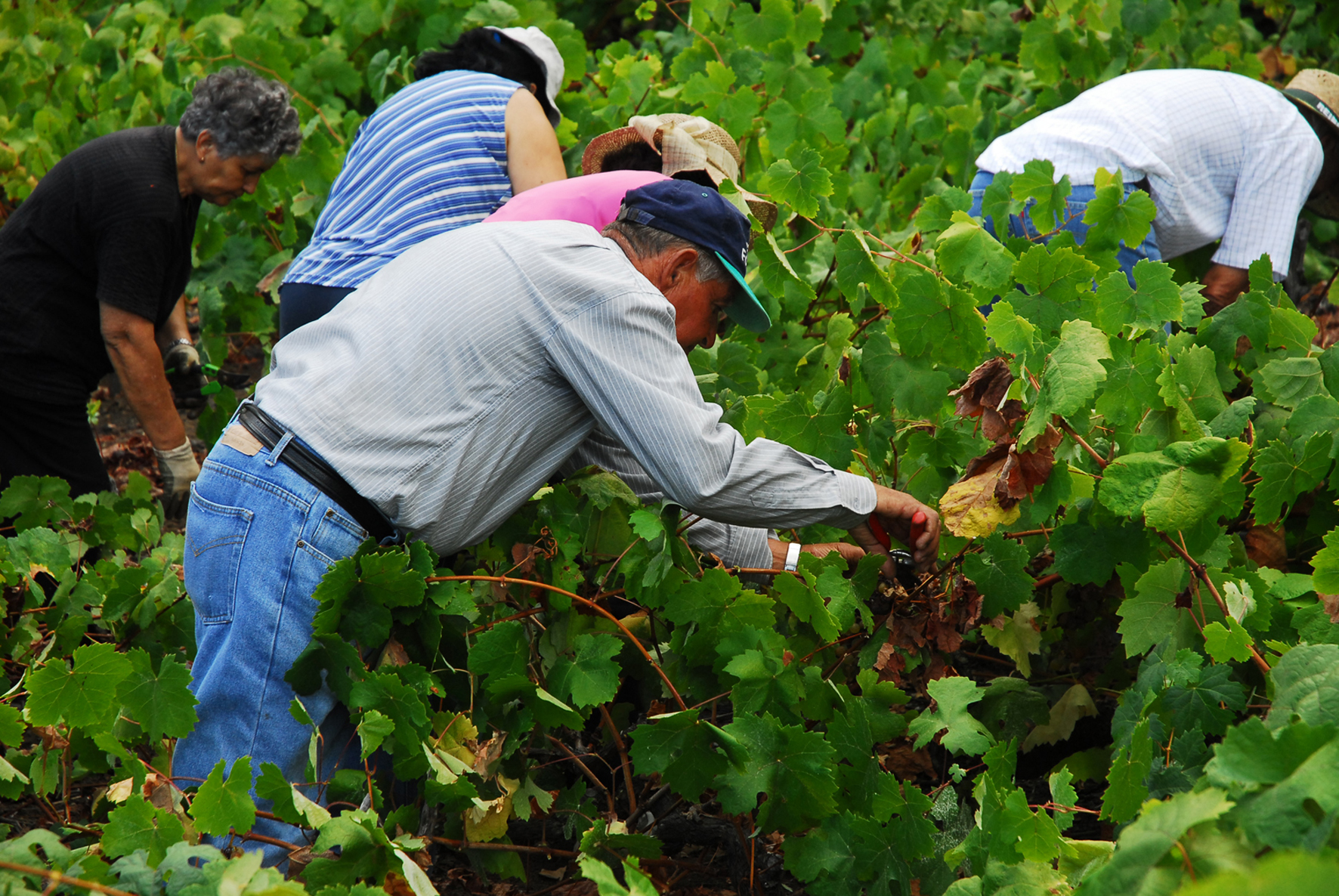El Cabildo sacará este 2017 una línea de subvención a la uva para obtención de vino de calidad