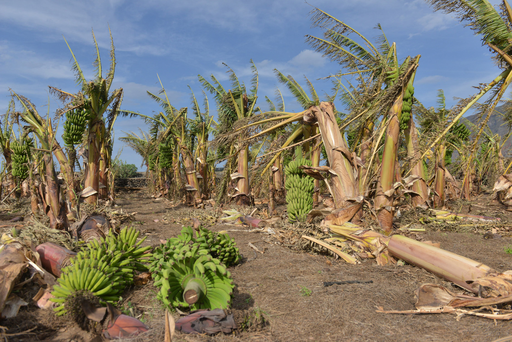 Se mantiene Declaración de Alerta por vientos en El Hierro