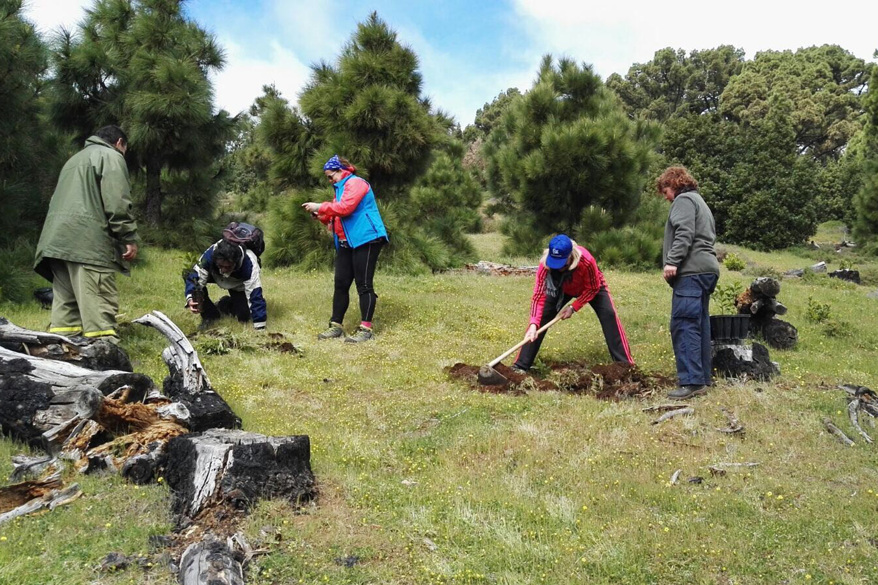 El CIT y el Cabildo de El Hierro plantan 28 hayas en el Día Internacional de los Bosques