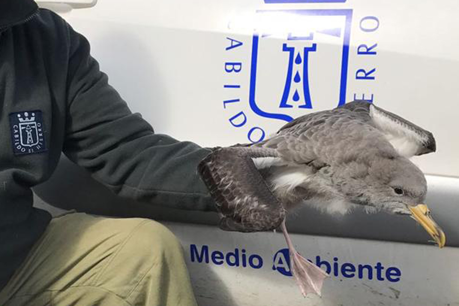El Cabildo de El Hierro inicia la campaña anual de atención a la pardela cenicienta