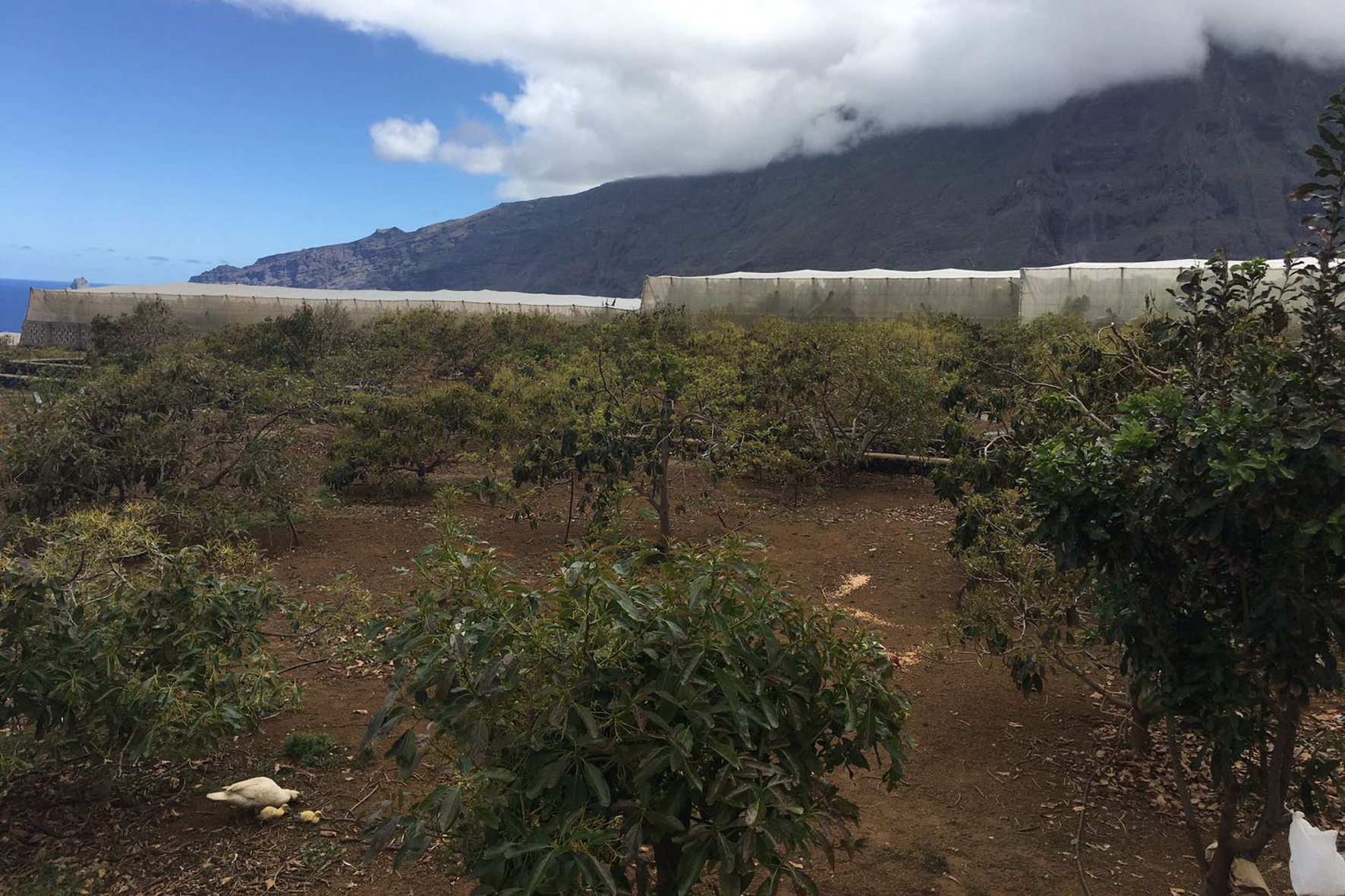 Denuncian el robo de 100 kilos de aguacates en una finca de La Frontera