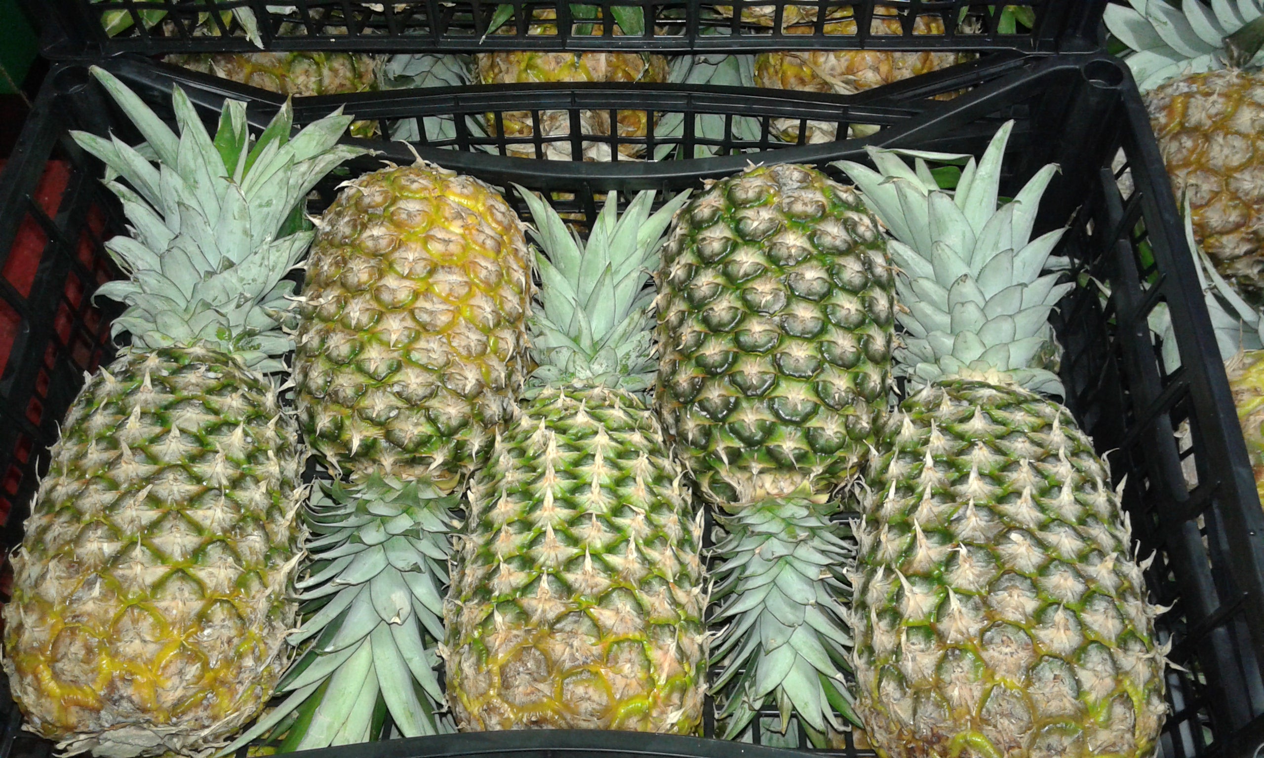 Agricultura del Gobierno de Canarias incauta 316 kilos de piña tropical en Adeje