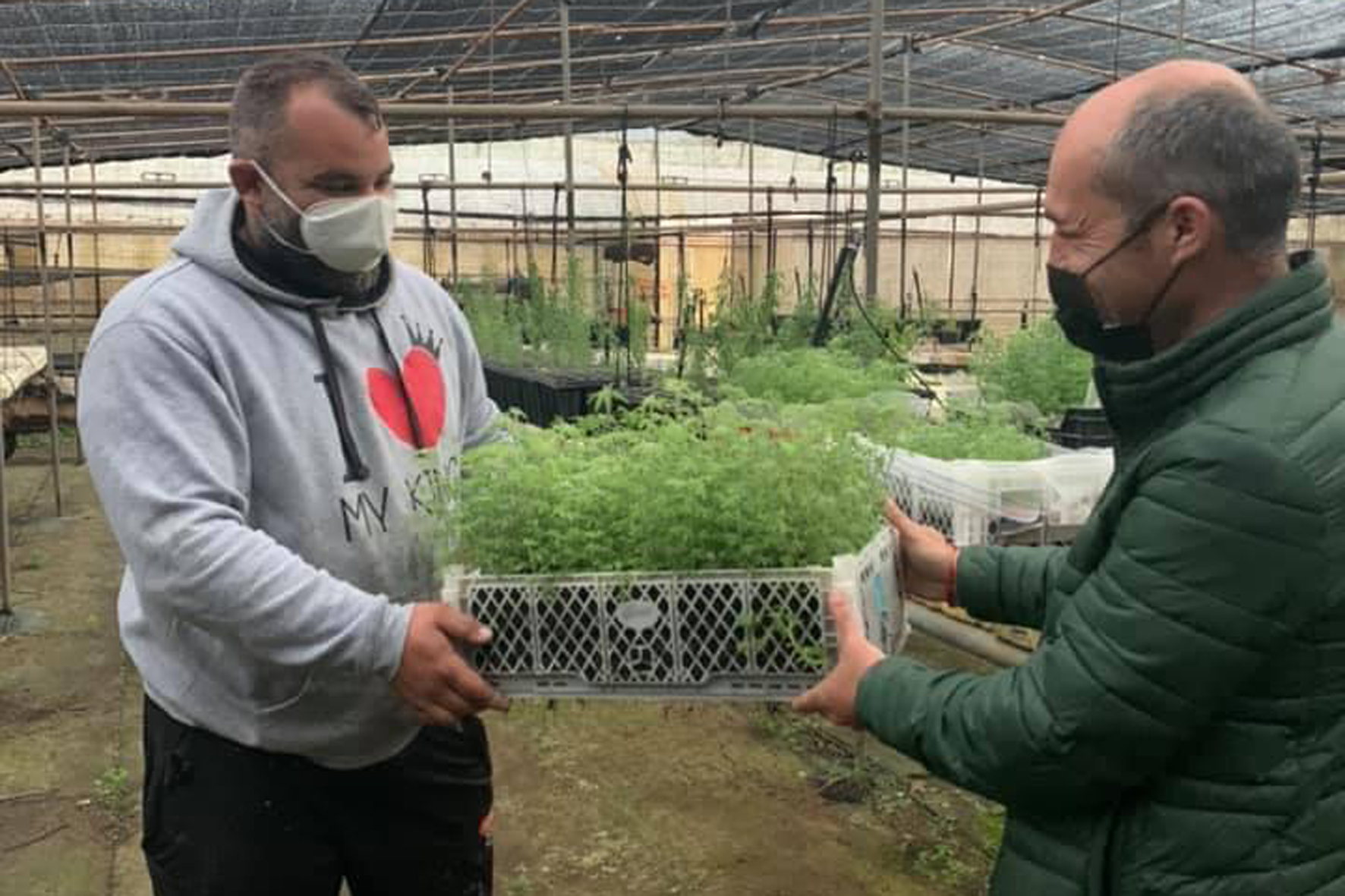 El Cabildo impulsa la producción de forraje para el autoconsumo de ganaderos en la Isla