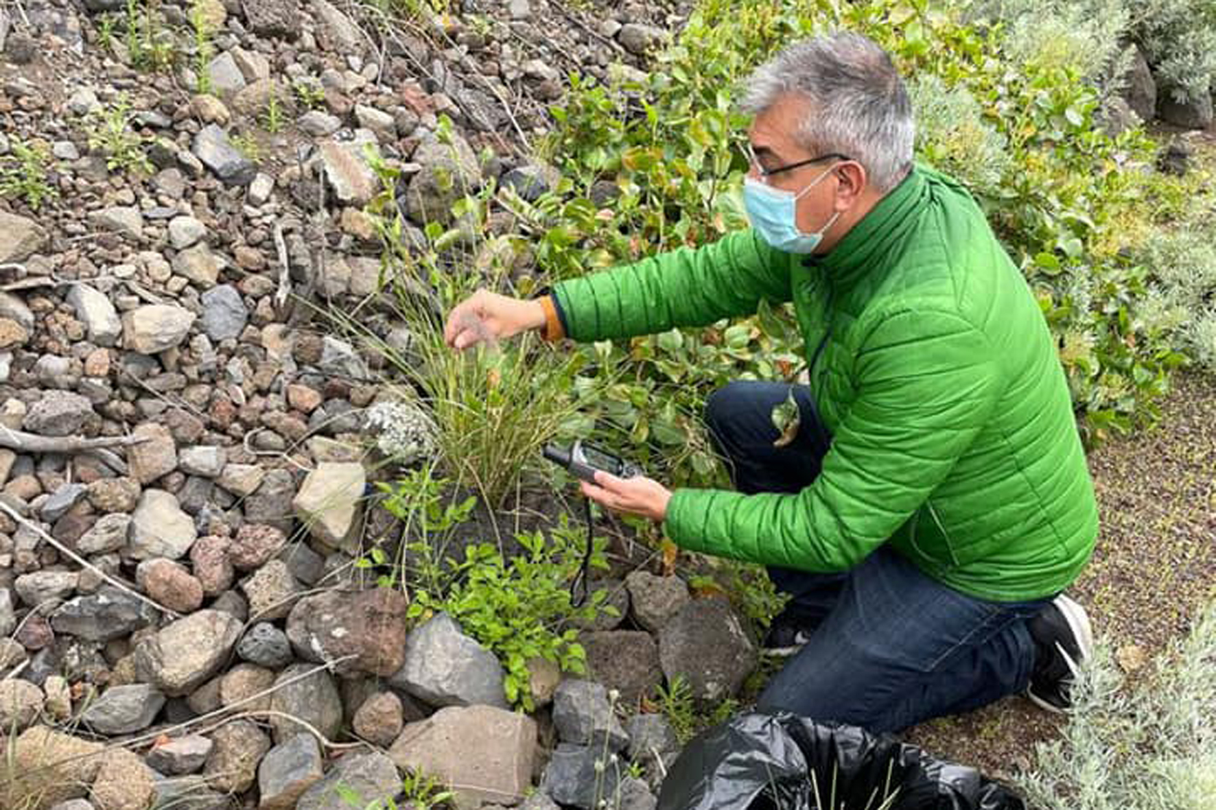El Cabildo controla poblaciones de la especie invasora Rabo de Gato