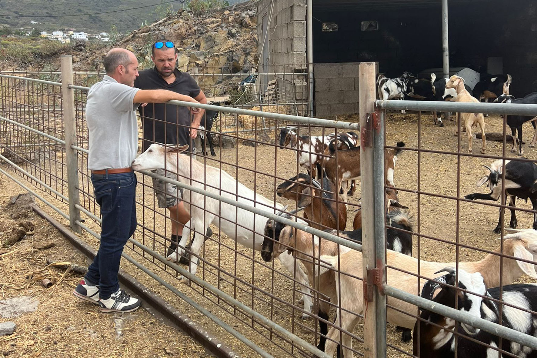 Medio Rural y Marino concede una ayuda de 6.000 euros a la Asociación de Defensa Sanitaria y Ganadera de la isla de El Hierro