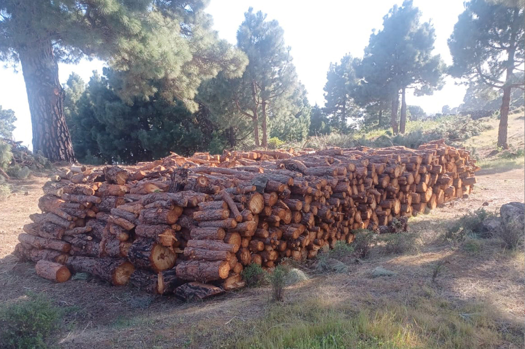La asociación ecologista Ben Magec, pide la paralización inmediata de la tala de pinos en el mote herreño