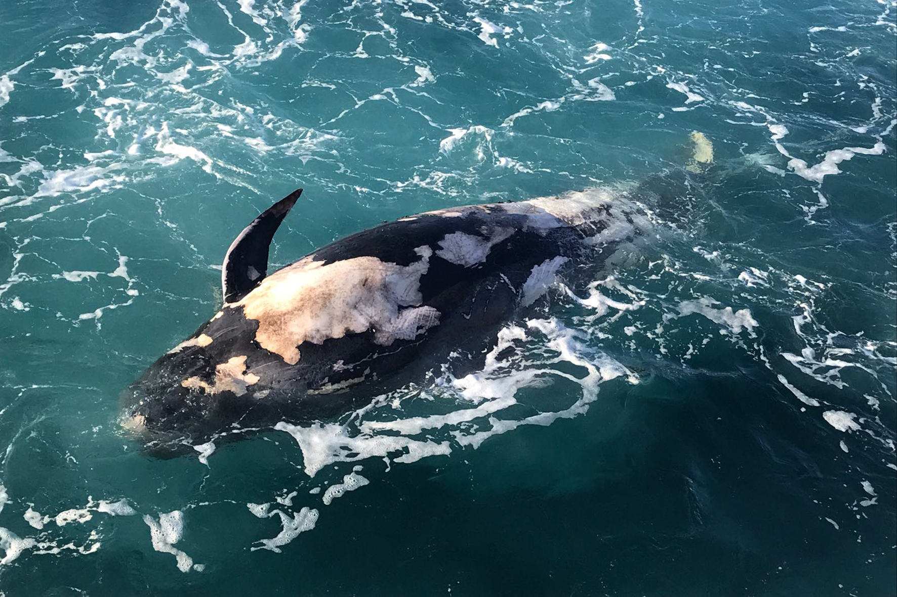 Recuperan el cadaver de un Calderón Tropical en el Mar de Las Calmas