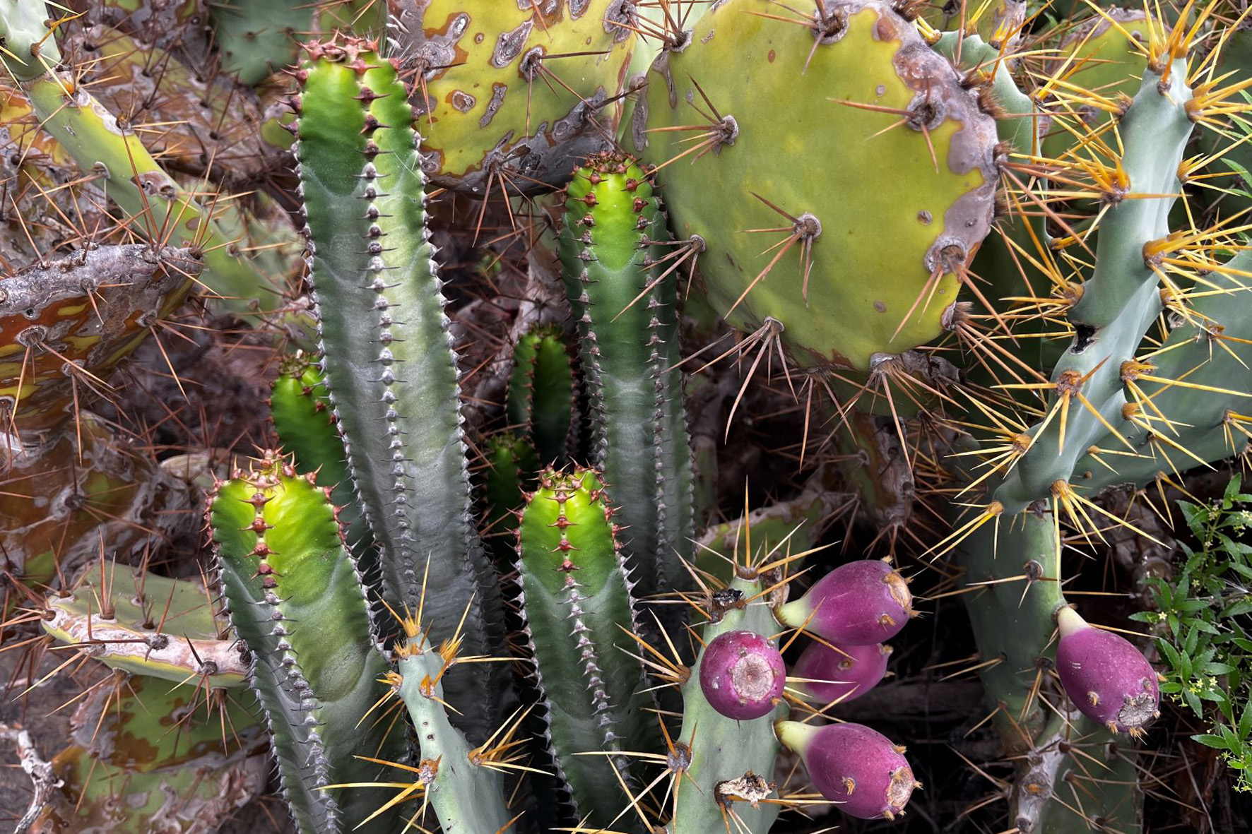 Un estudio del IPNA-CSIC alerta sobre el riesgo de la introducción de plantas suculentas en Canarias