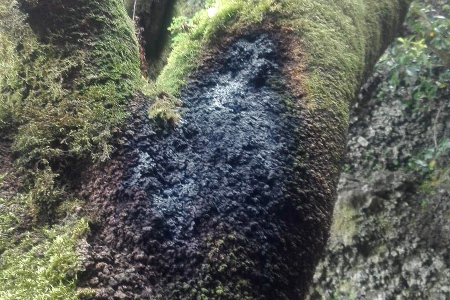 El Garoé árbol sagrado de El Hierro es víctima de actos vandálicos