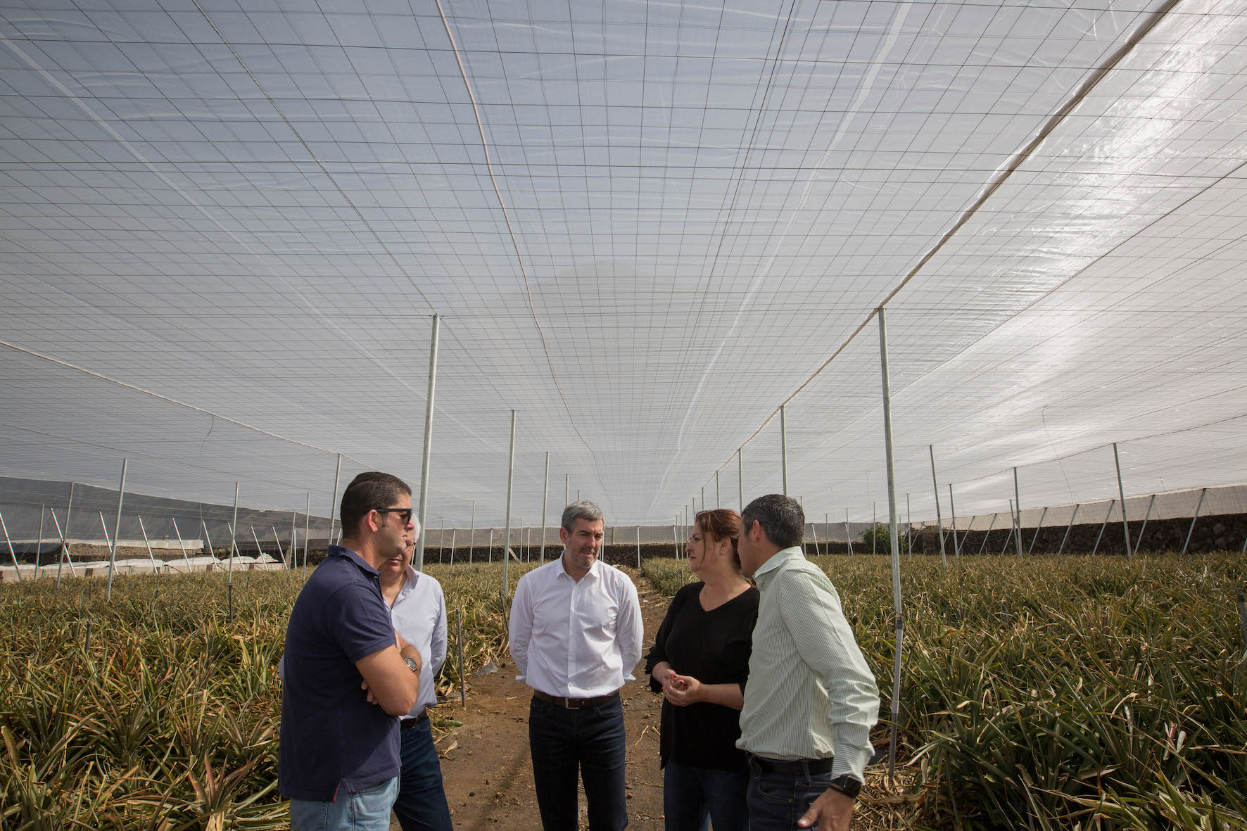 Los agricultores de las Islas dispondrán de una línea de ayudas específica para nuevos invernaderos o adaptar los existentes a necesidades de cultivos, como la piña